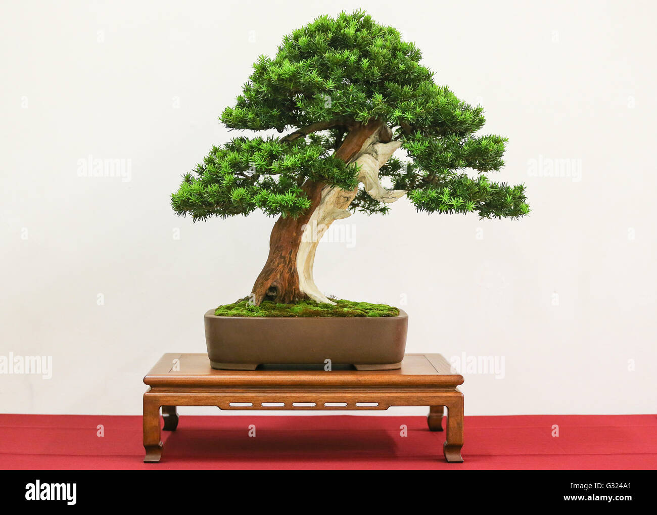 Eine Eibe-Bonsai-Baum in der Bundesrepublik Bonsai-Ausstellung in Leipzig  (Sachsen), Deutschland, 3. Juni 2016. Zum ersten Mal die Ausstellung  organisiert vom Bonsai Club Deutschland befindet sich in Leipzig unter der  berschrift "Bonsai Faszination