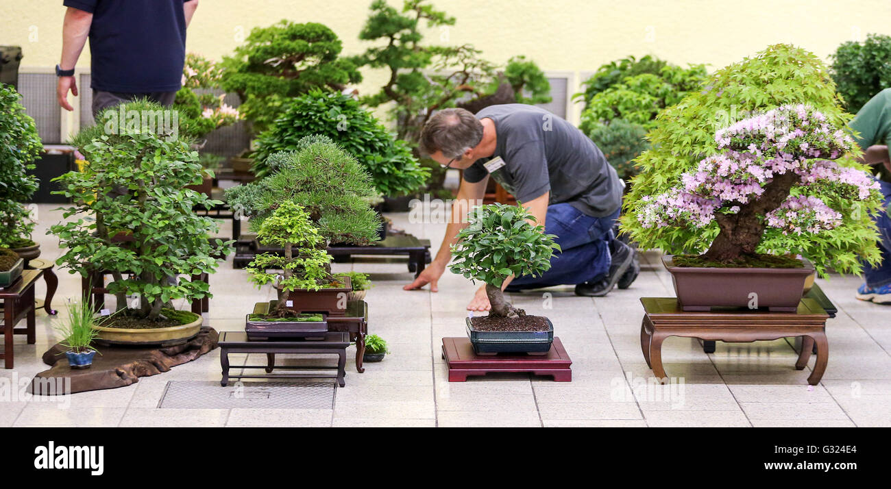 cedrus deodara bonsai 36 Year Old Himalayan Cedar Formal Upright Specimen Bonsai Tree