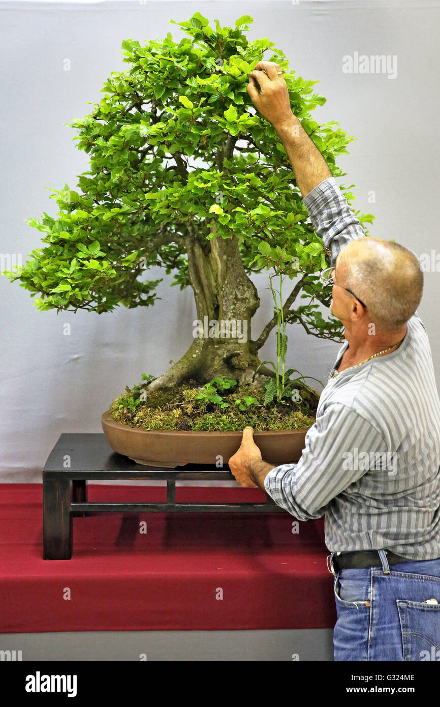 Michael Raabe bereitet die Bundesrepublik BonsaiAusstellung in Leipzig