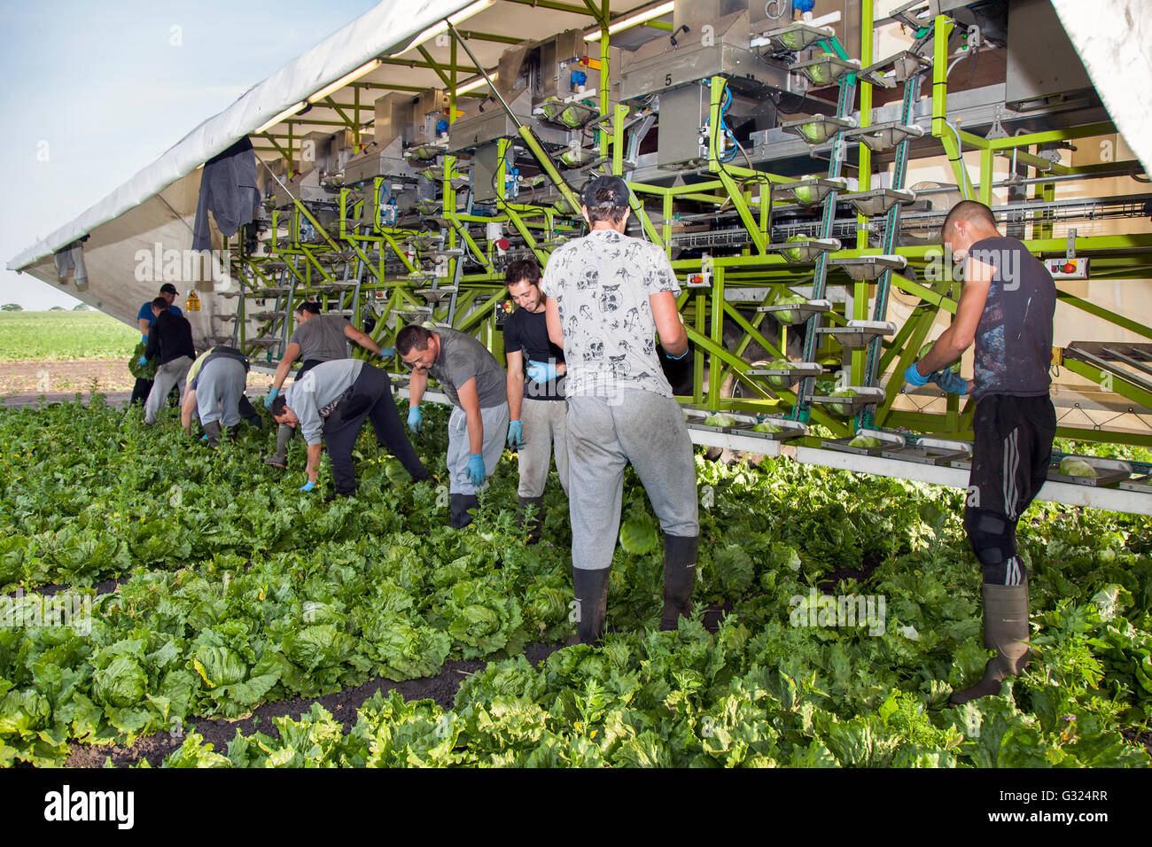 Immigrant-Arbeiter ernten Salatpflanzen in Tarleton, Preston, West Lancashire, UL das außergewöhnliche Wetter im Mai und Juni hat in diesem Marktgarten-Anbaugebiet im Nordwesten zu einer aufwühlenden Salaternte geführt. Der Austritt aus der EU und die Gemeinsame Agrarpolitik (GAP) könnten Auswirkungen auf die britischen landwirtschaftlichen Betriebe sowie deren Einkommen und Beschäftigung von Migranten haben, wobei die Nachfrage nach Arbeitsmigranten im Agrarsektor am hartnäckigsten ist. Quelle: MediaWorldImages/Alamy Live News Stockfoto