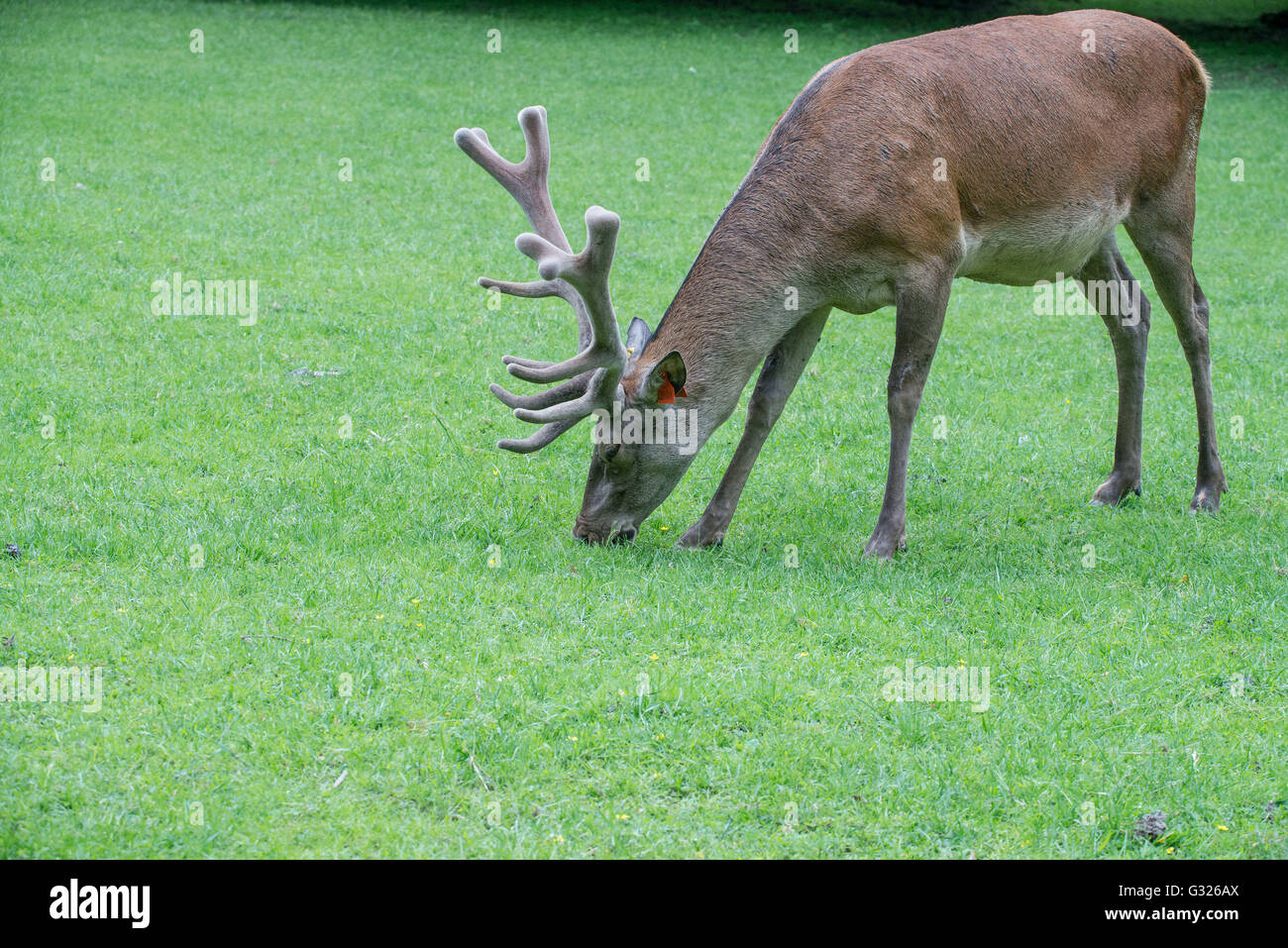 4. Juni 2016 - Bialowieza, Polen - A UNESCO-Team ist derzeit zu Besuch BiaÅ'owieÅ¼a Urwald in Ostpolen, das Umweltministerium Protokollierung Pläne zu überprüfen. Die Reise kommt eine Woche, nachdem Umweltminister Jan Szyszko kündigte offiziell den Start der intensiven Holzernte Operationen im Rahmen einer Zehn-Jahres-Regelung Wald zum UNESCO-Weltkulturerbe. BiaÅ'owieÅ¼a Urwald ist Heimat von einigen 20.000 Tierarten, darunter die Wisente, Wölfe, Luchse, Wildschweine und mehr. Es ist das einzige Überbleibsel der unberührten Wälder, die einst in ganz Europa erstreckte. (Kredit-Bild: © Velar Gran Stockfoto