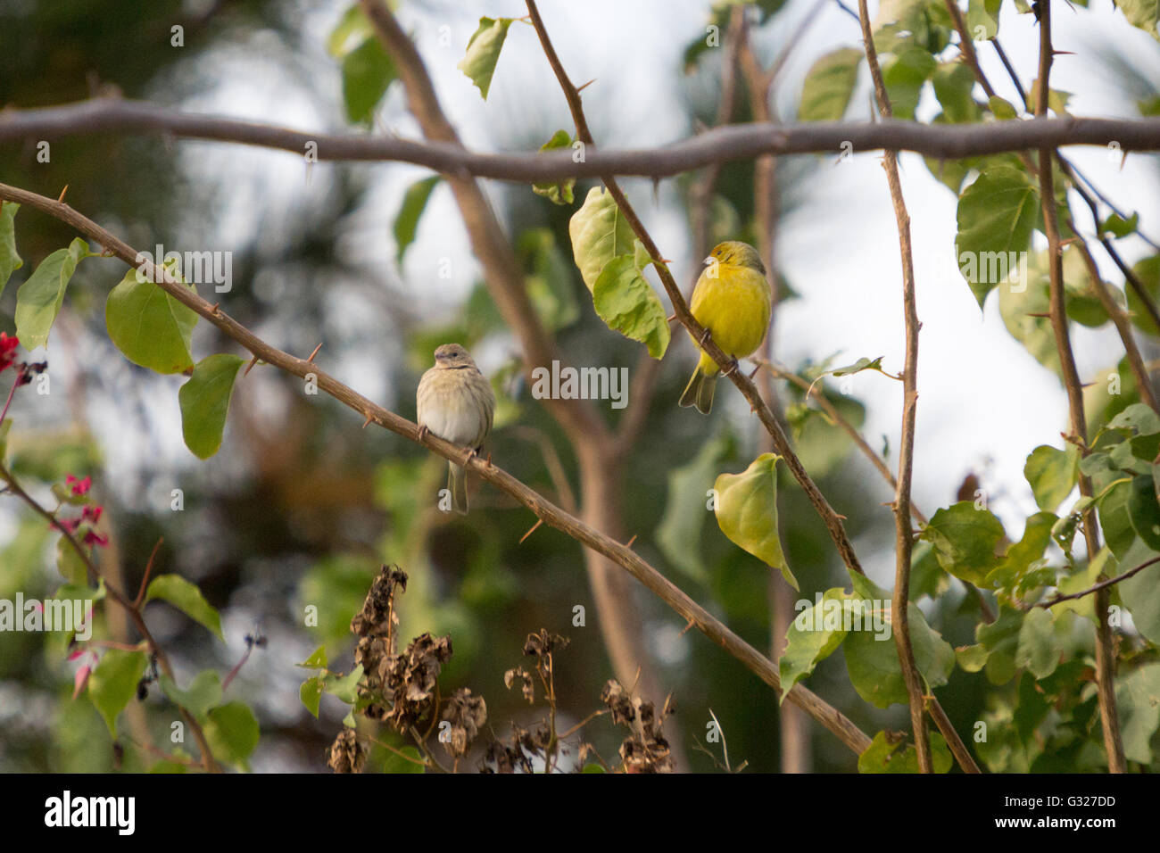 Asuncion, Paraguay. 6.. Juni 2016. Ein Paar Saffronfinken (Sicalis flaveola), die auf einem lila Bougainvillea oder einem „Santa Rita“-Zierrebenzweig sitzen, ein weibliches Tier links und ein männliches Tier rechts, wird an sonnigen Tagen in Asuncion, Paraguay, gesehen. Kredit: Andre M. Chang/Alamy Live News Stockfoto