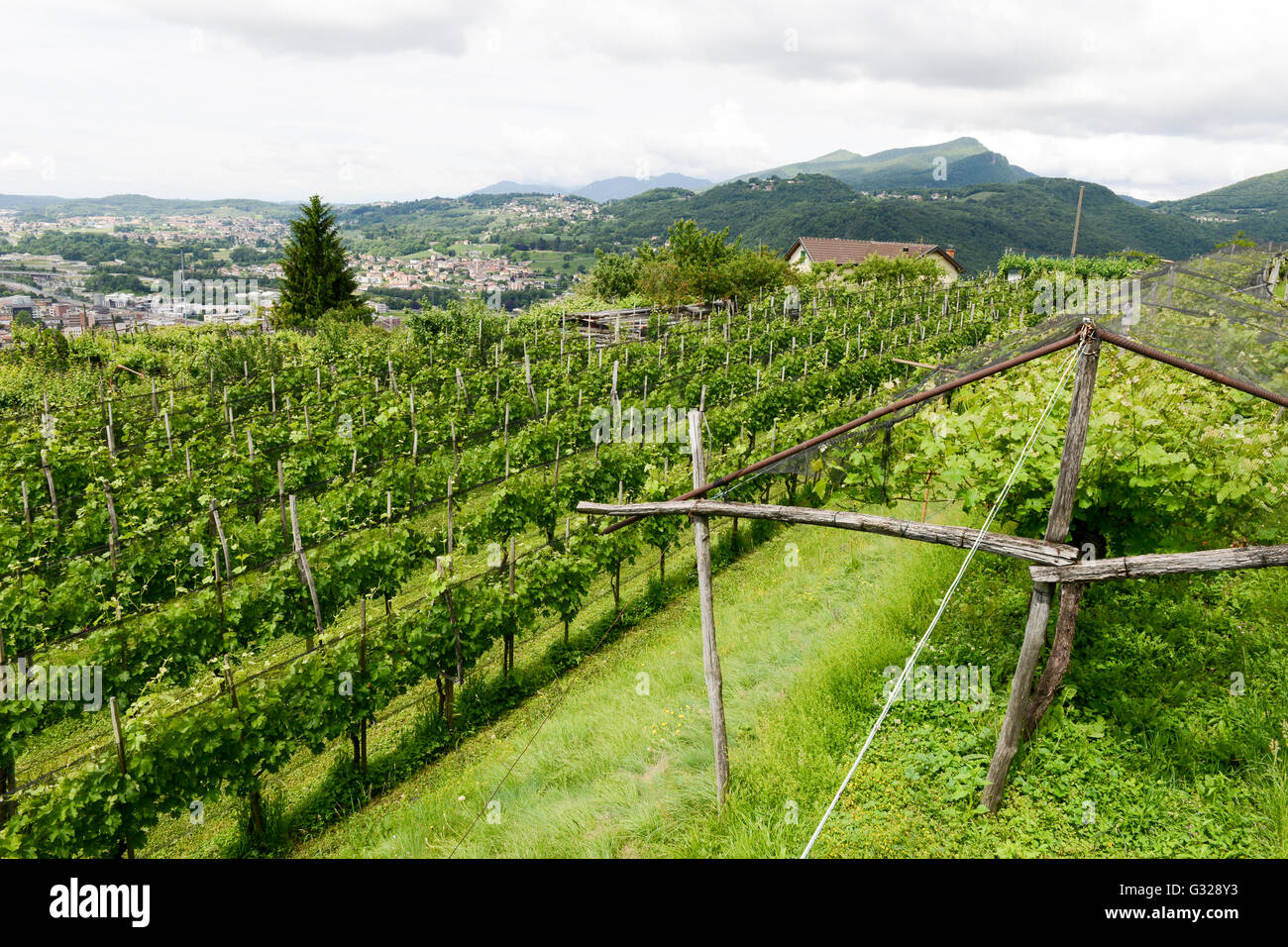 Switzerland Ticino Vineyards Stockfotos und -bilder Kaufen - Alamy