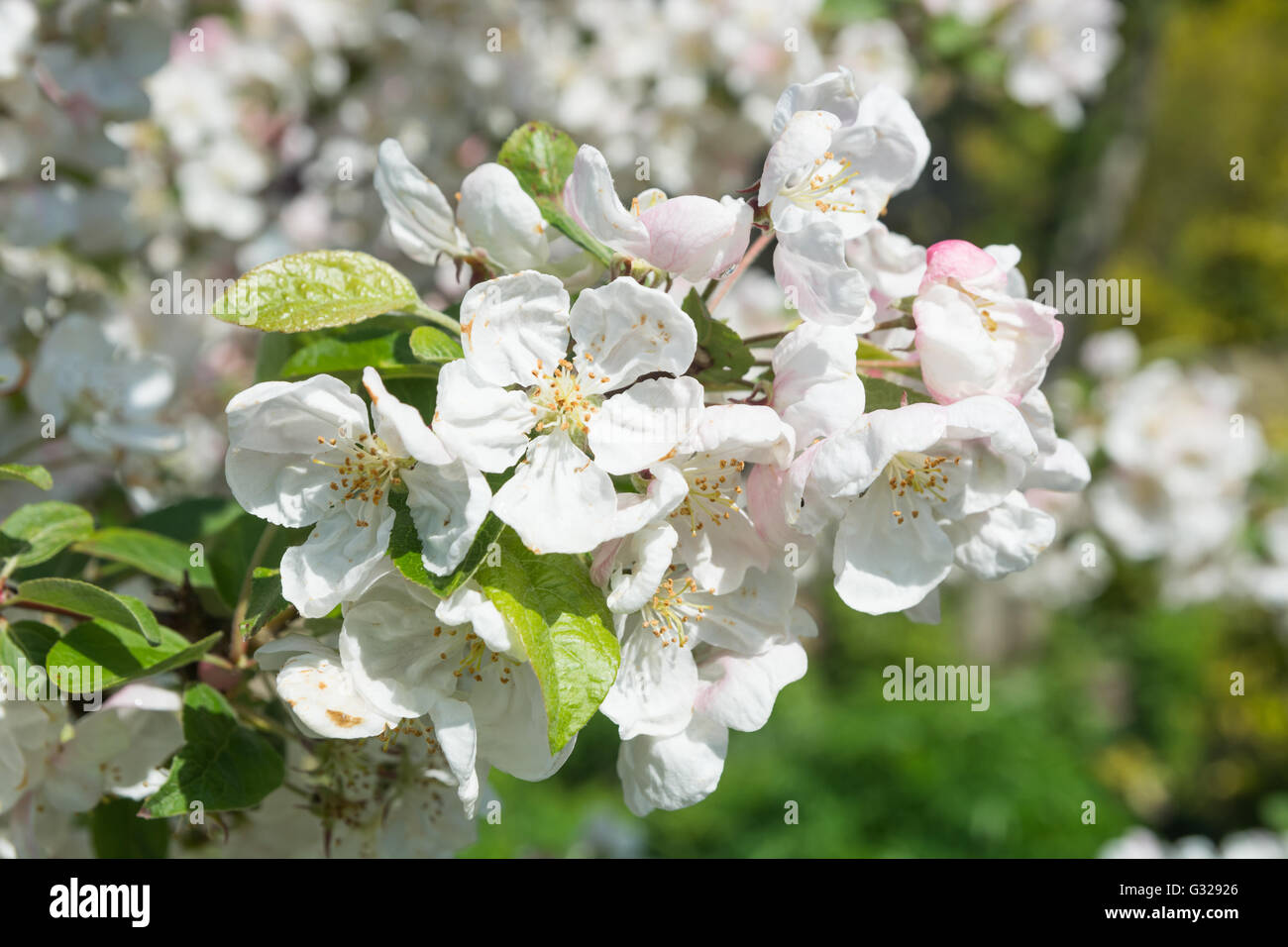 Blüte auf Malus evereste Stockfoto