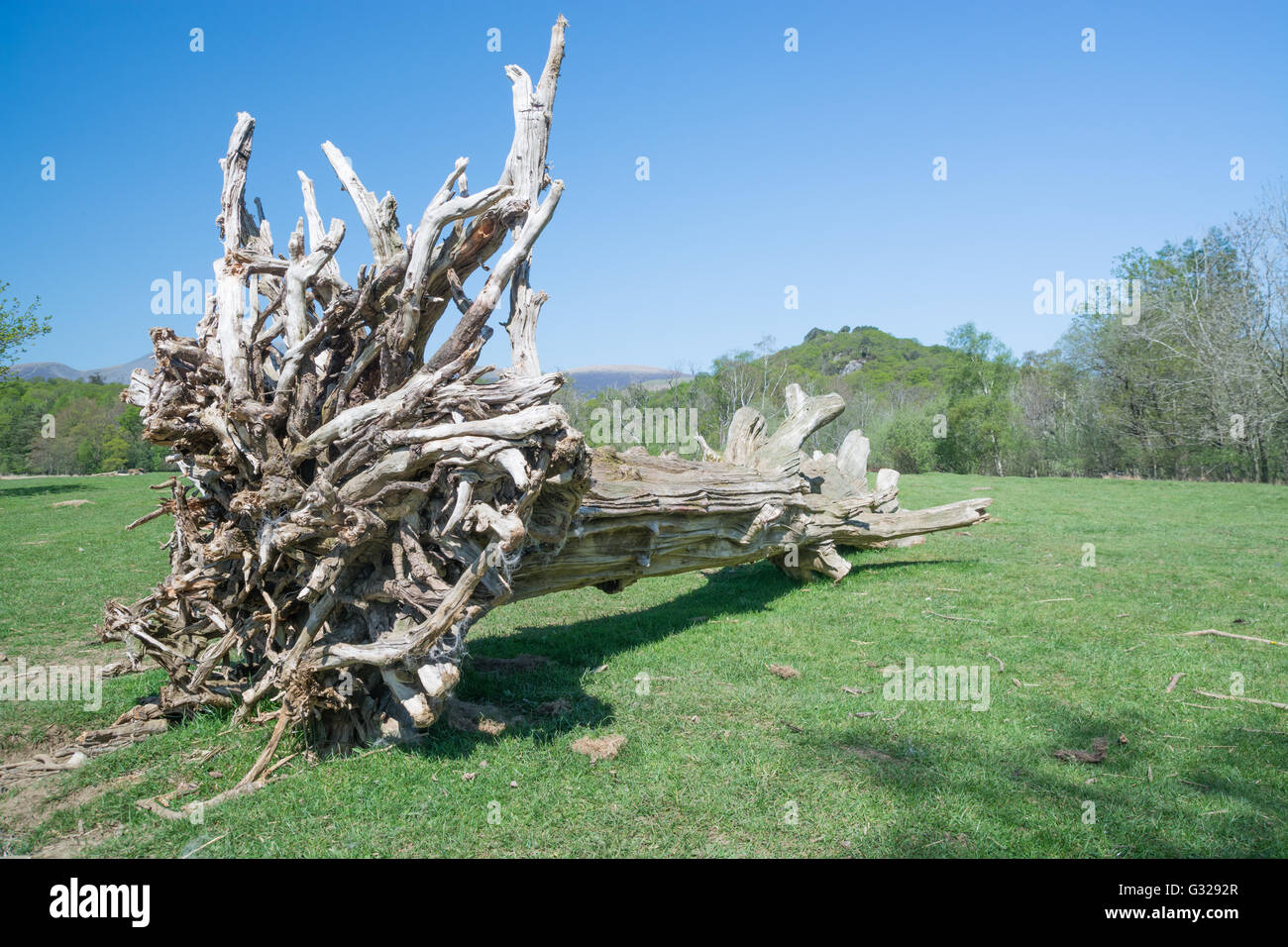 Tot umstürzenden Baum Stockfoto