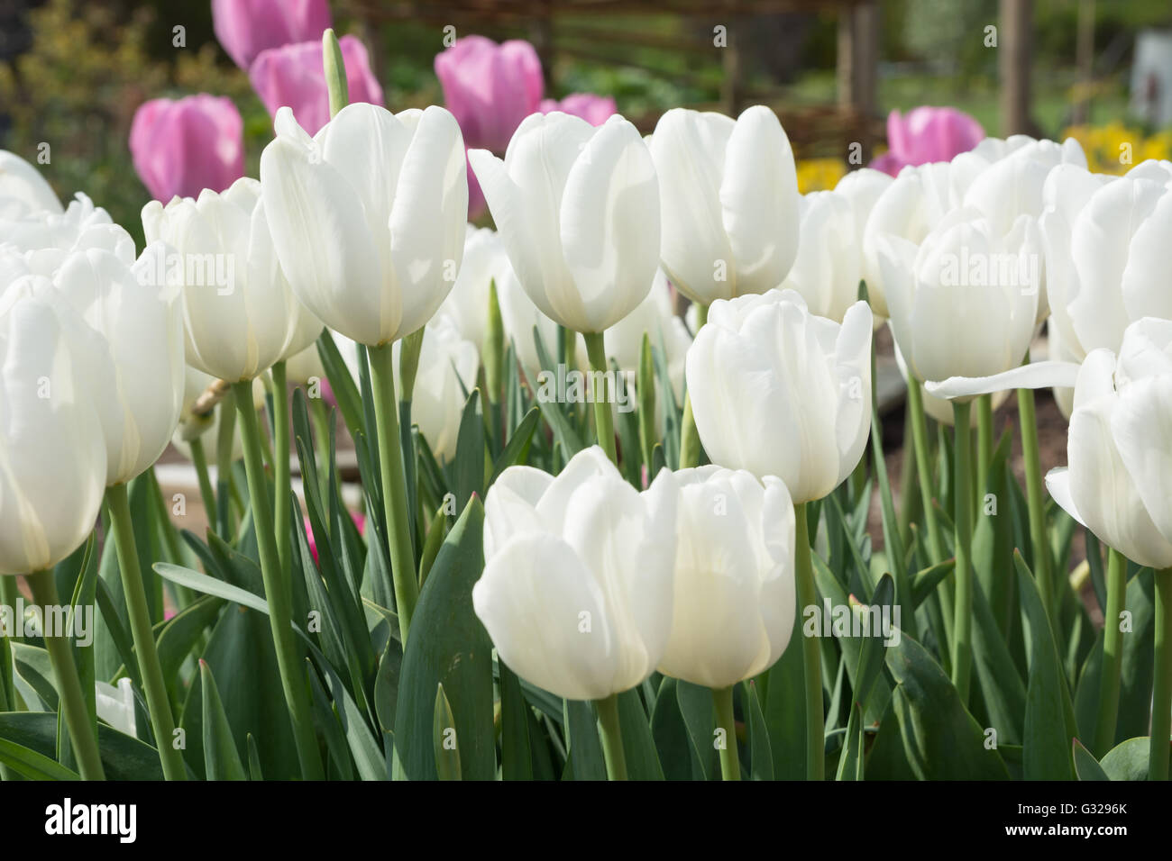 Tulpe "Weißer Traum" Stockfoto
