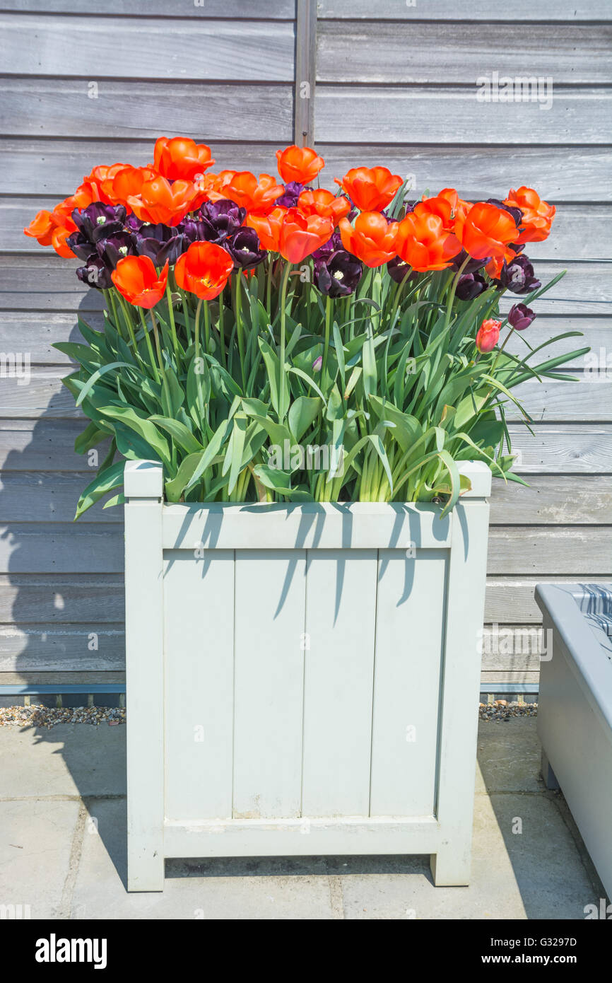 Tulpen 'Walsrode"(Orange) und"Paul Scherer" Stockfoto