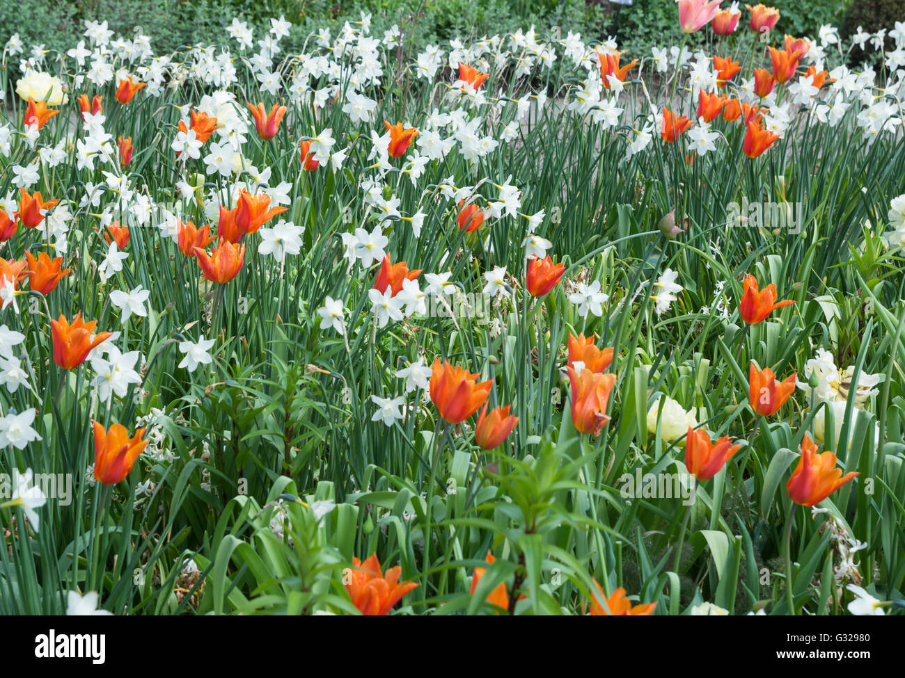 Narzissen und tulpe Stockfotos und bilder Kaufen Seite 2 Alamy