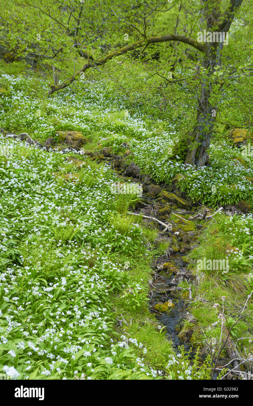 Wald mit Bärlauch - Allium ursinum Stockfoto