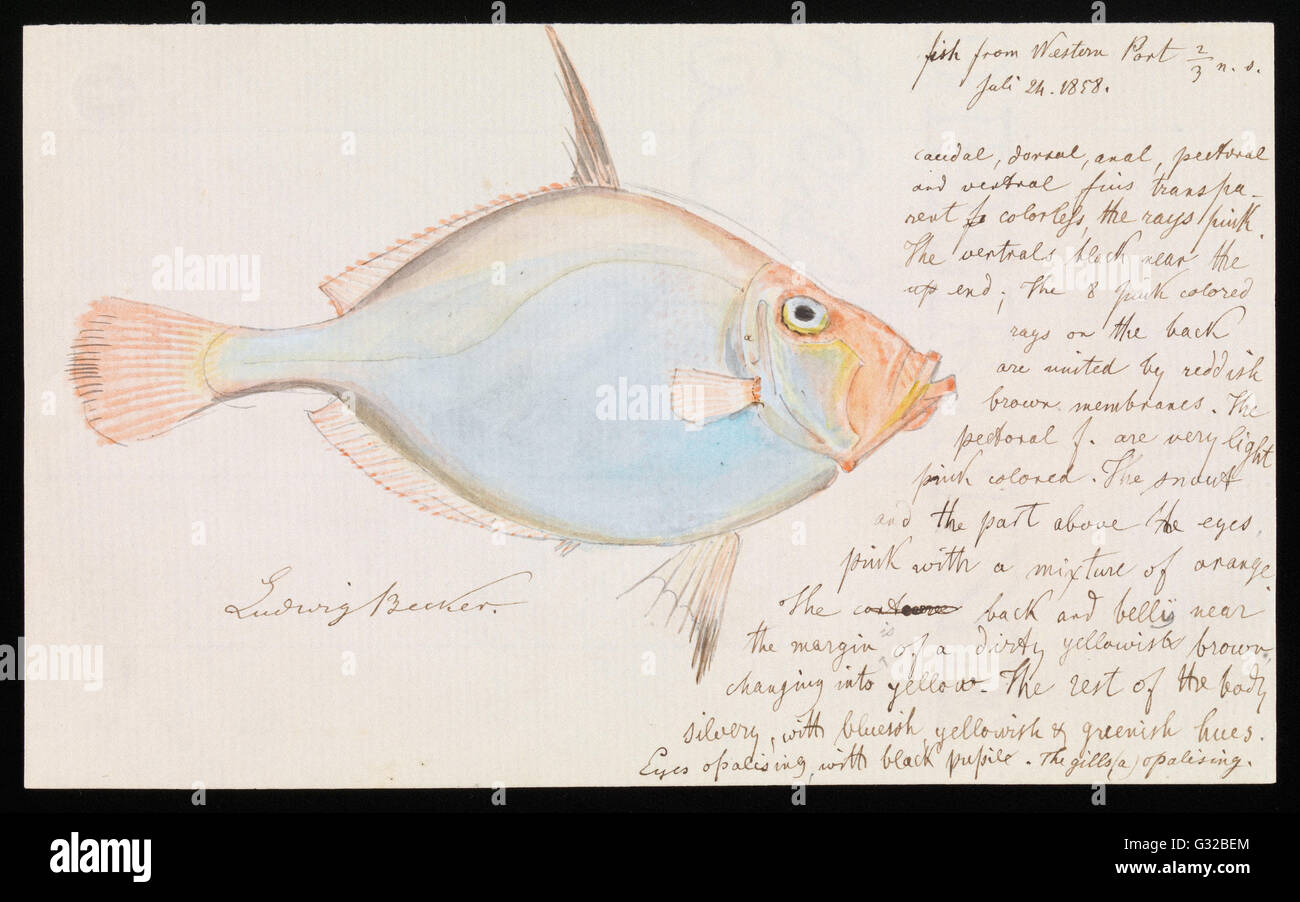 Ludwig Becker - Silber Dory, Cyttus Australis - Museum Victoria, Carlton Australien Stockfoto