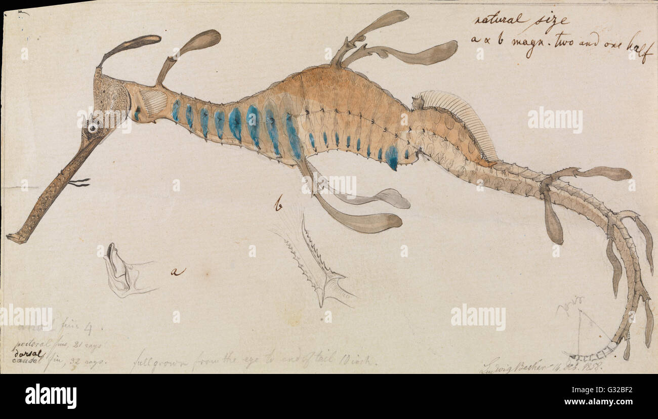 Ludwig Becker - Weedy Seadragon Phyllopteryx Foliatus - Museum Victoria, Carlton Australien Stockfoto