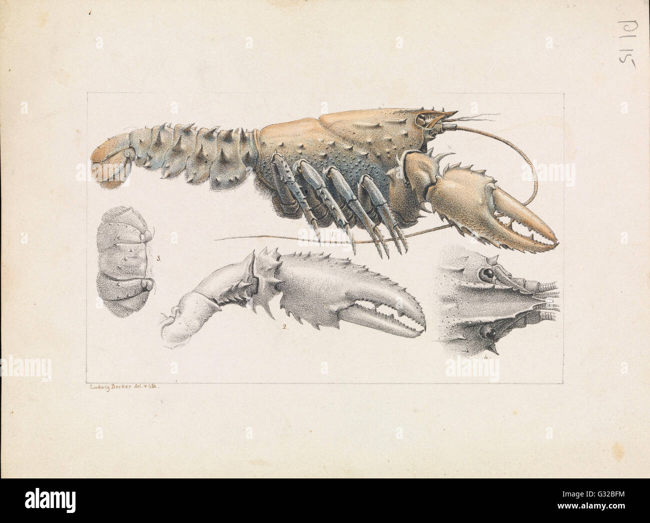 Ludwig Becker - Murray stacheligen Krebse, Euastacus Armatus - Museum Victoria, Carlton Australien Stockfoto