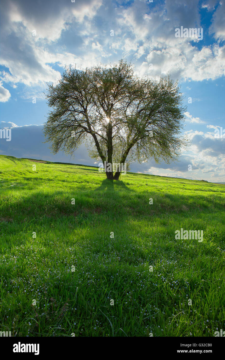 Frühling; Bäume; weiße Farbe; Licht durch Bäume; Schönwetter-Tage; Spot-Beleuchtung; Stockfoto