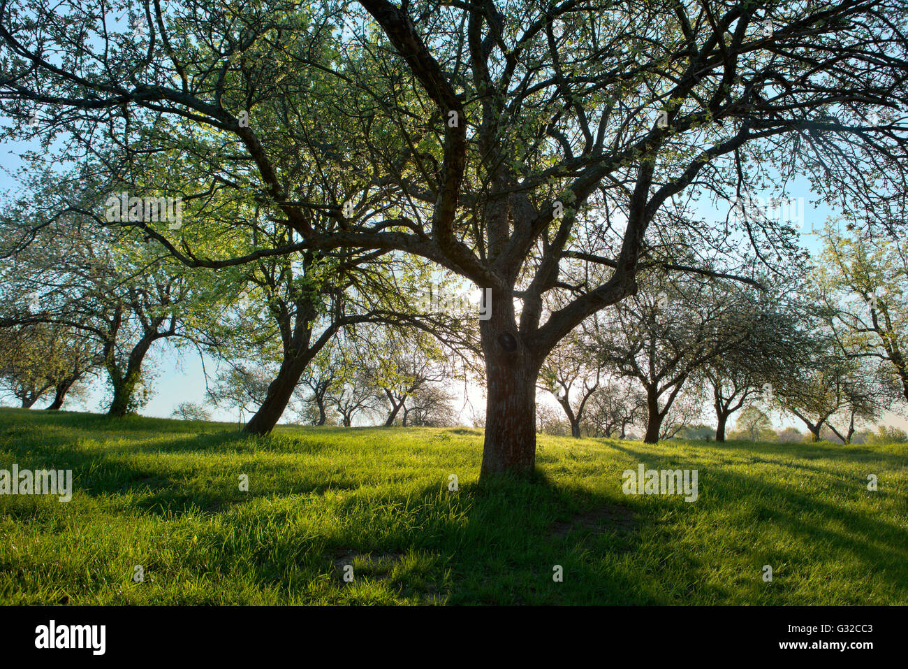 Frühling; Garten; Hintergrundbeleuchtung; Licht durch Bäume Stockfoto