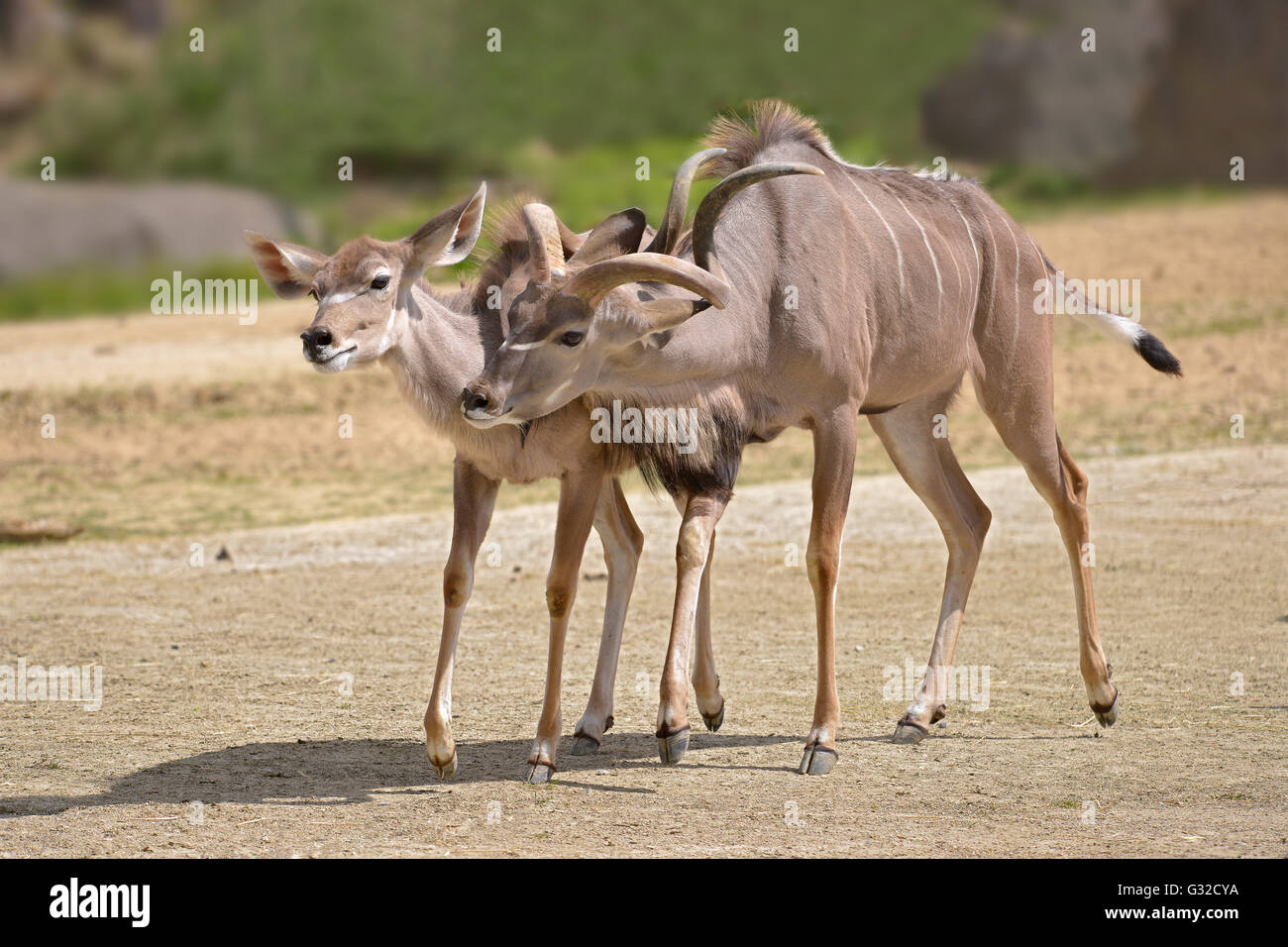 Paar mehr Kudus (Tragelaphus Strepsiceros) gehen auf sand Stockfoto