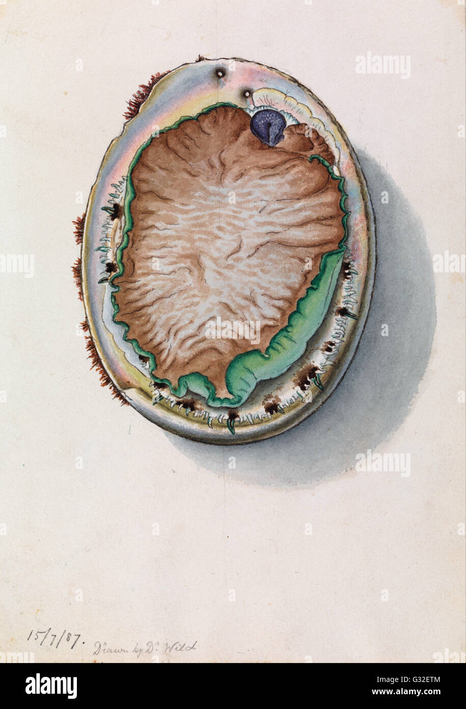 John James Wild - Grünlipp-Abalone Haliotis Laevigata - Museum Victoria, Carlton Australien Stockfoto