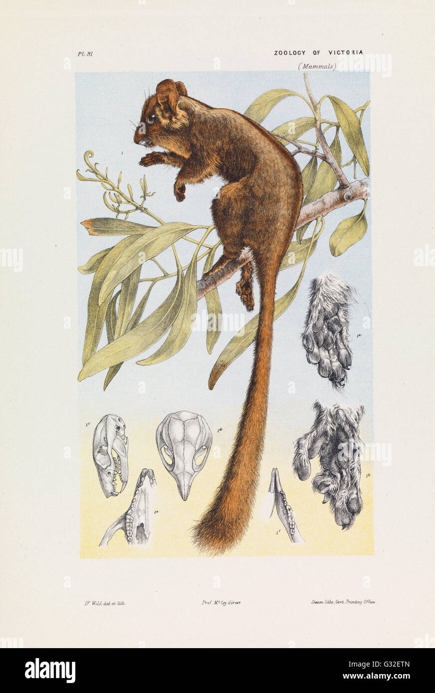 John James Wild - Leadbeaters Possum, Gymnobelideus Leadbeateri - Museum Victoria, Carlton Australien Stockfoto