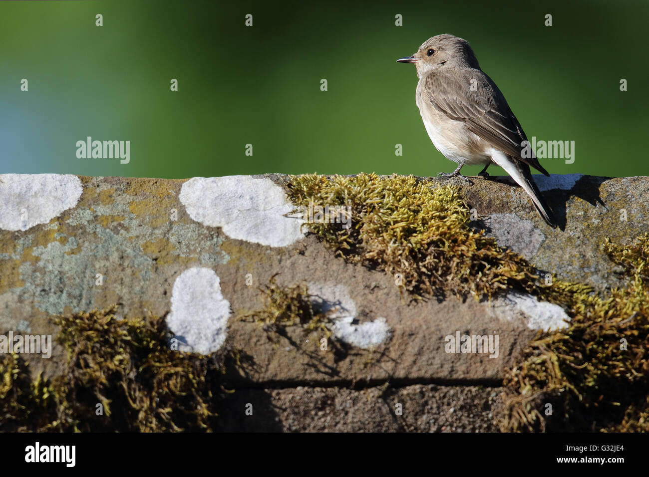 Wilde Grauschnäpper (Muscicapa Striata) thront auf einem Dach. Aufnahme in Angus, Schottland, Großbritannien. Stockfoto