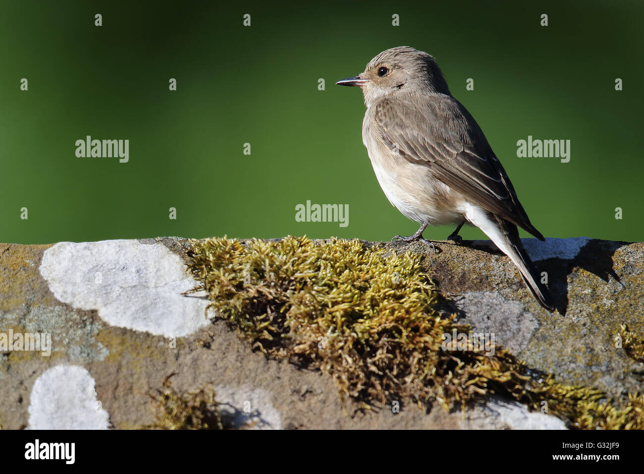 Wilde Grauschnäpper (Muscicapa Striata) thront auf einem Dach. Aufnahme in Angus, Schottland, Großbritannien. Stockfoto