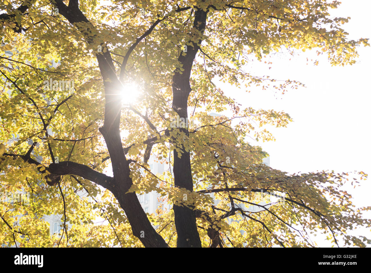 Die warme Herbstsonne golden Baumkronen, mit schönen hellen Himmel durchschimmern Stockfoto