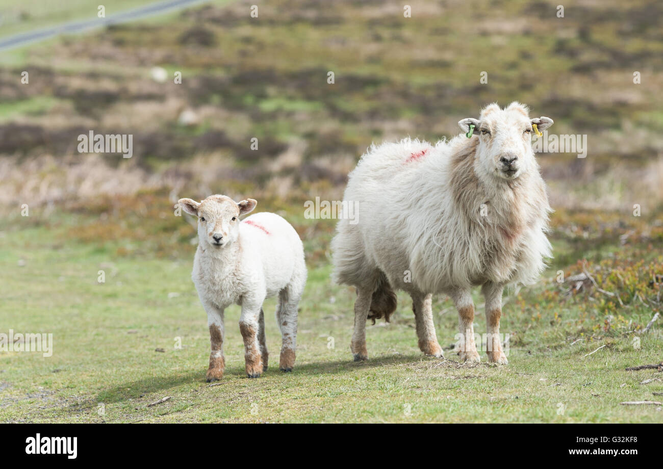 Lamm und Schaf unter den grünen Weiden In Wales Stockfoto