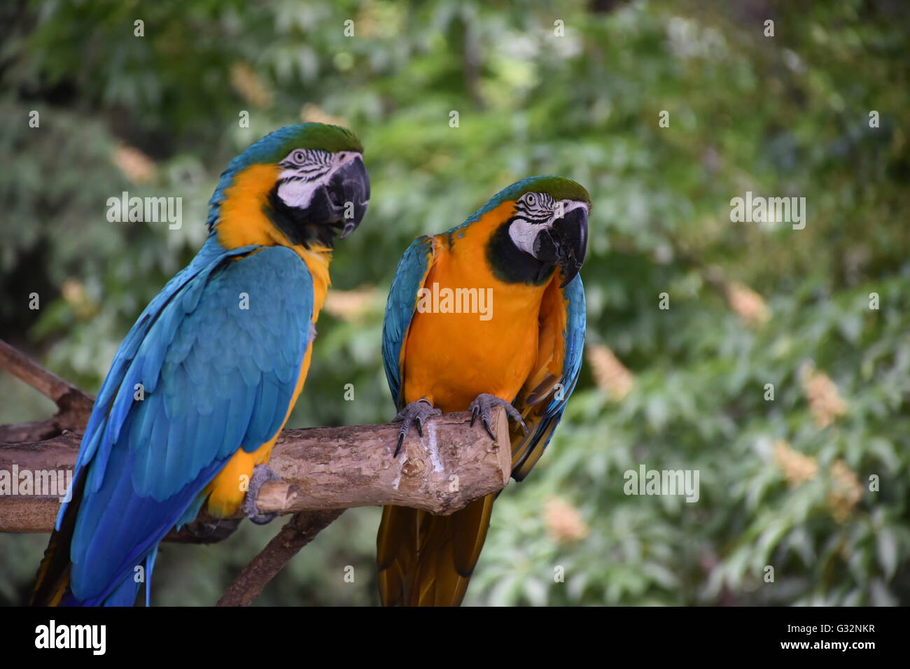 Zwei Liebe Vögel Stockfoto