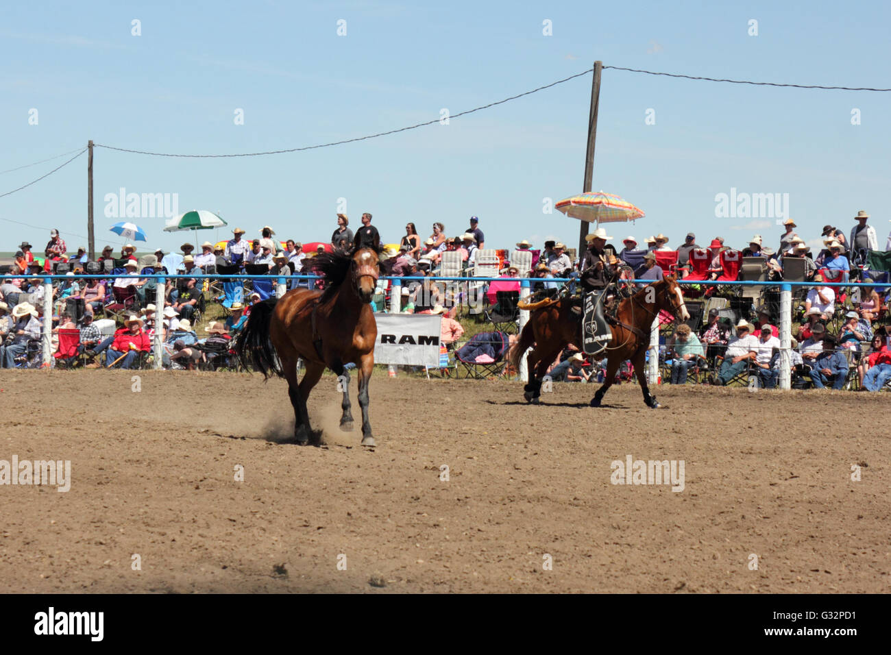 Cowboy und Pferd in einem Rodeo in Alberta, Kanada Stockfoto