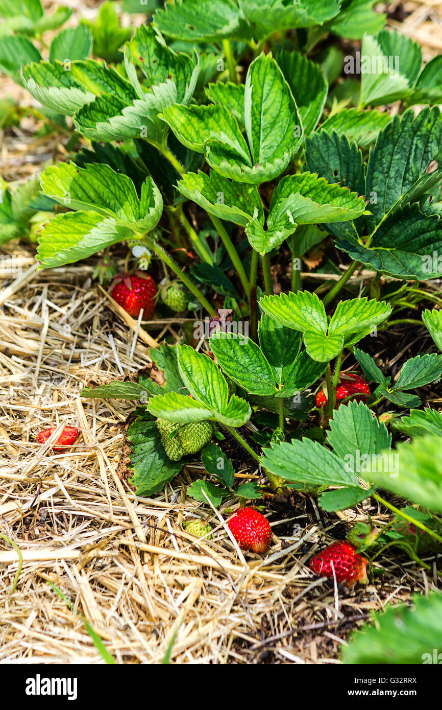 Erdbeeren in einem Feld Stockfoto