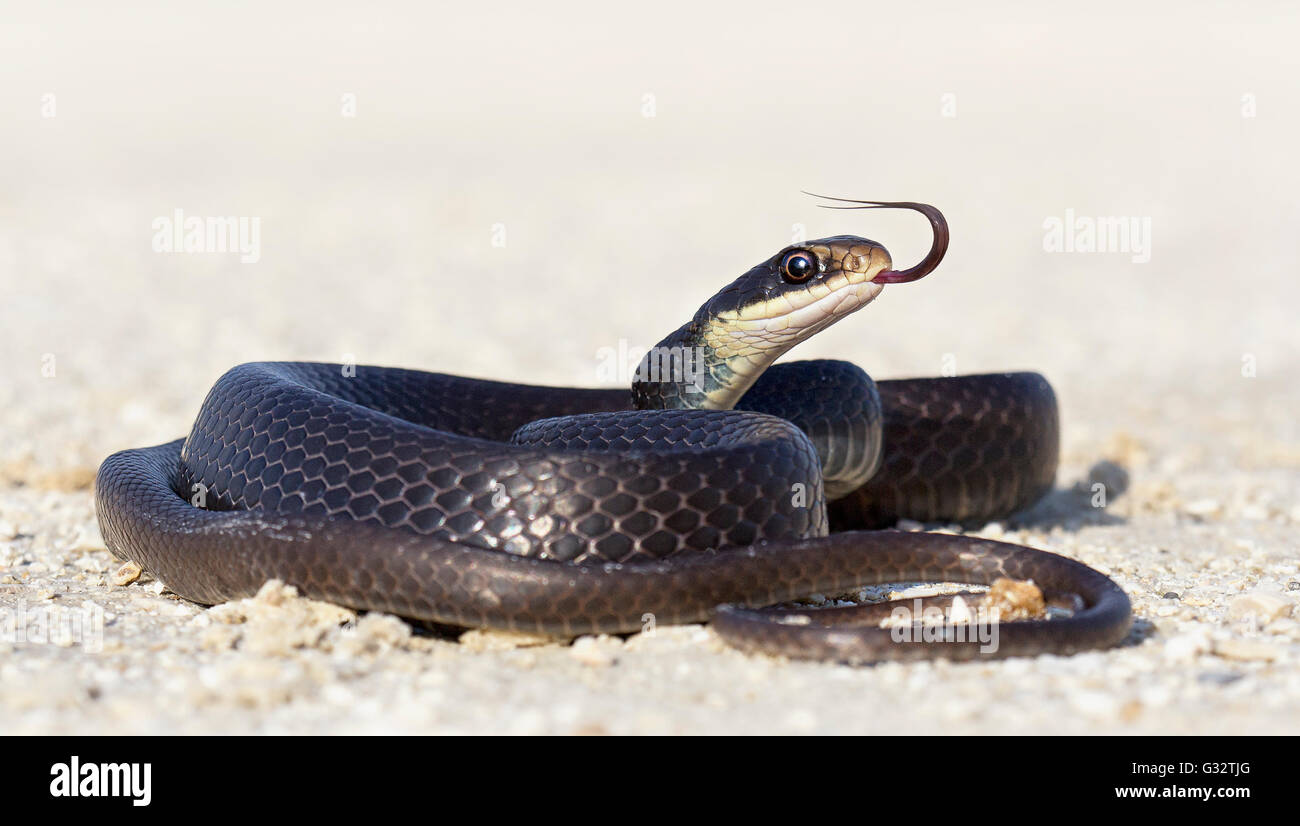 Schwarze Racer Schlange (Coluber constrictor) auf der Straße, Florida, Vereinigte Staaten Stockfoto