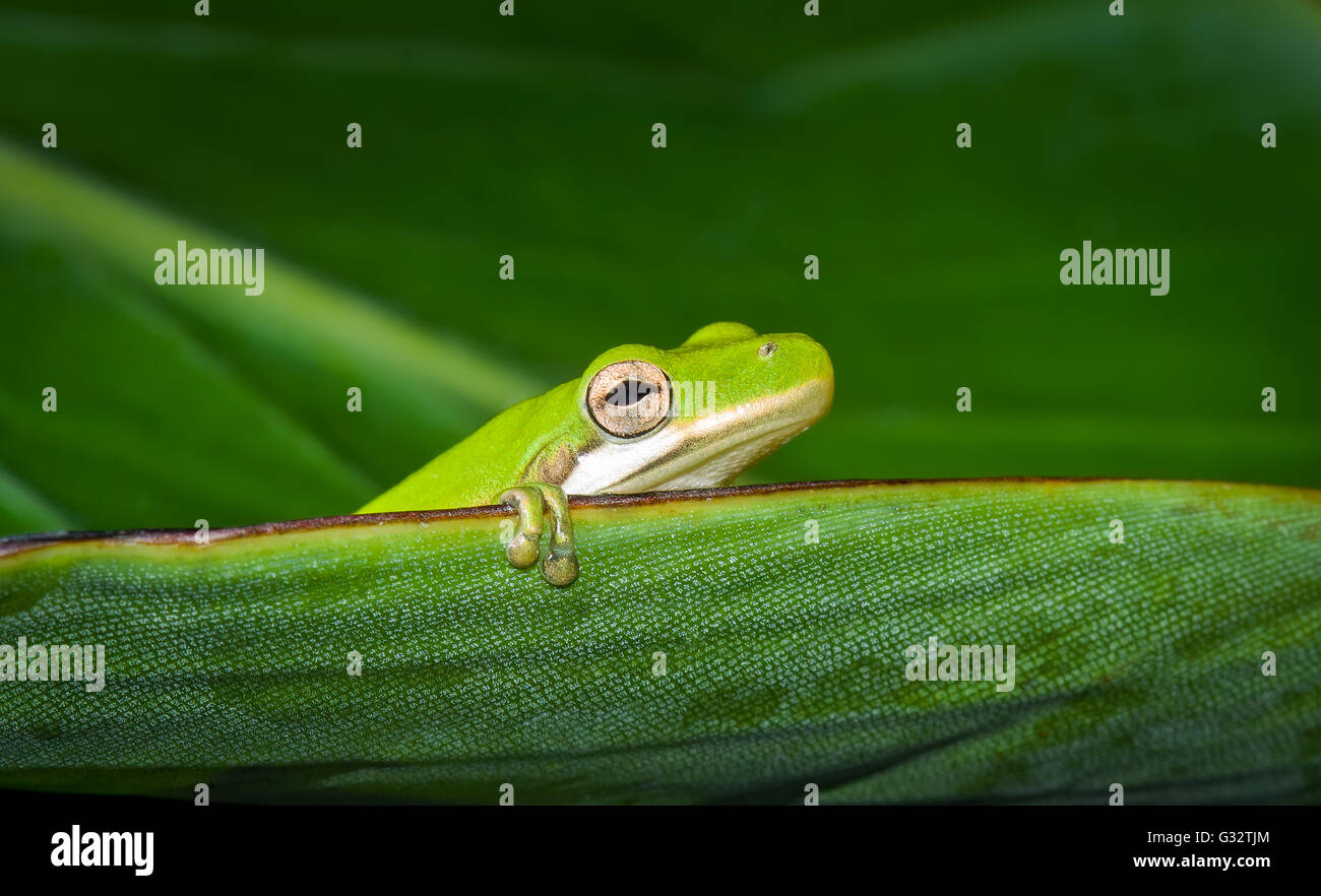 Amerikanischer Grünbaumbrosch (Hyla cinerea) auf Blatt sitzend, Florida, Vereinigte Staaten Stockfoto