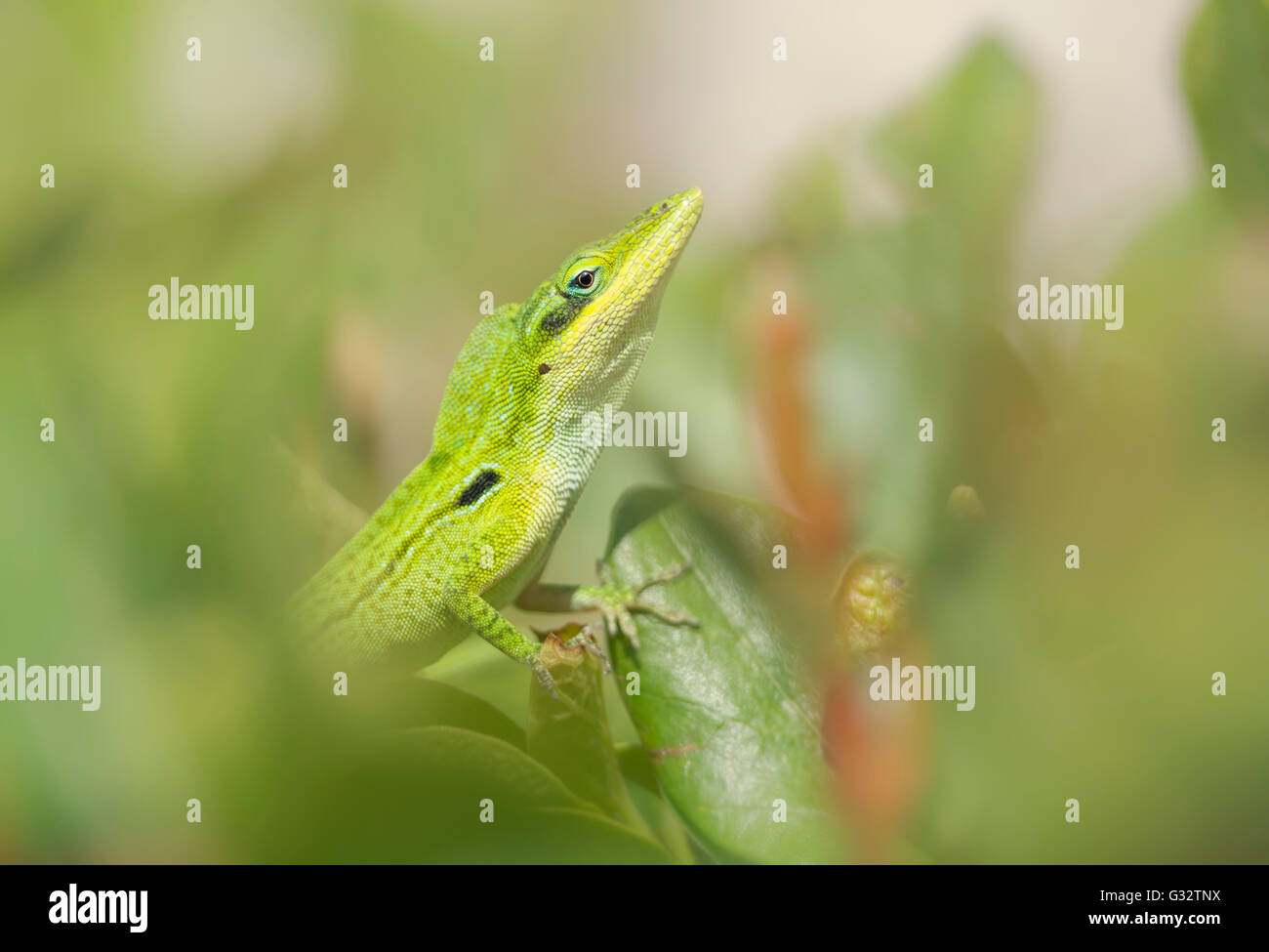 Florida grüne Anole Eidechse (Anolis carolinensis) tun Balz Anzeige, Florida, Vereinigte Staaten Stockfoto