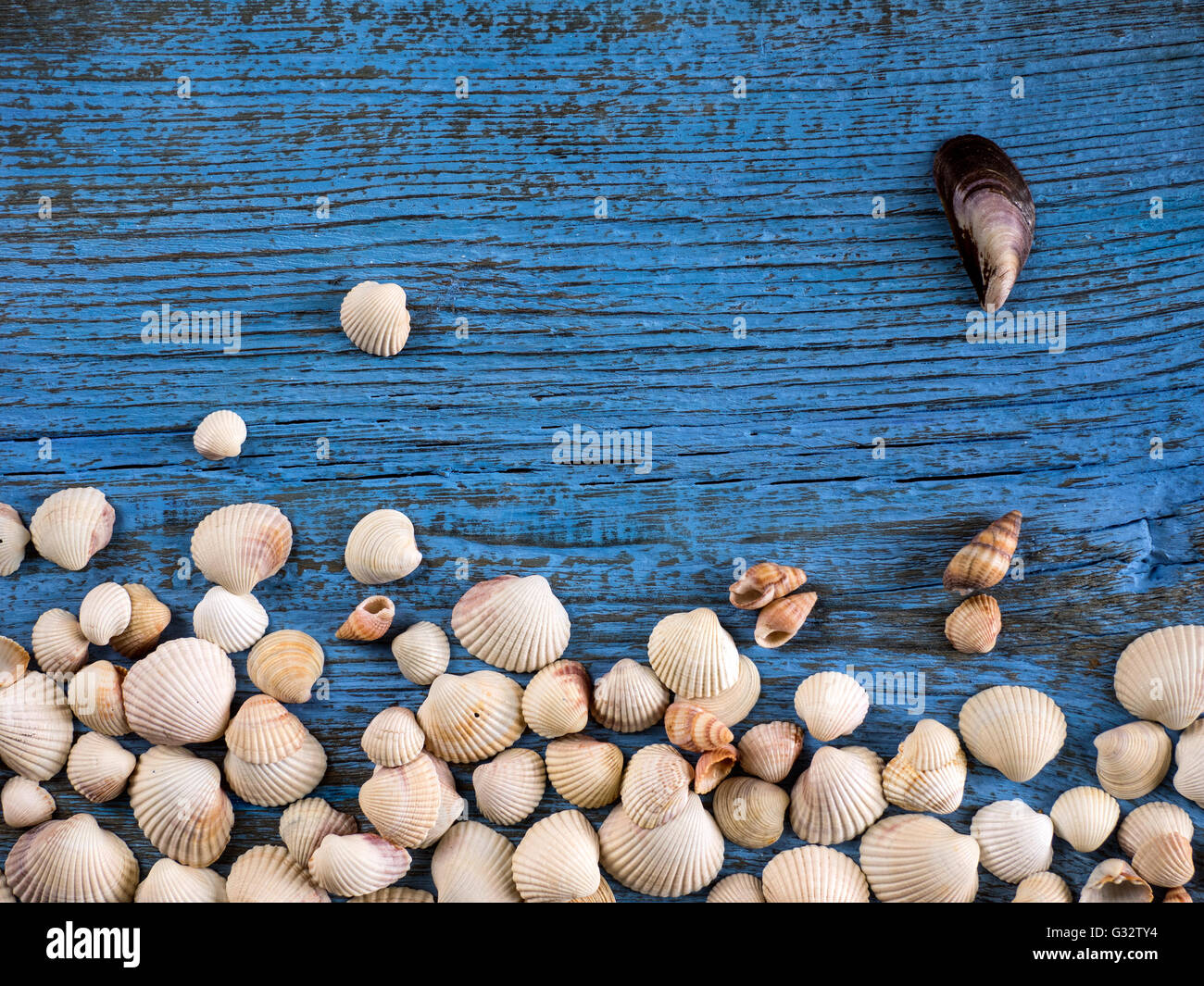 Muscheln auf einem Holztisch Stockfoto