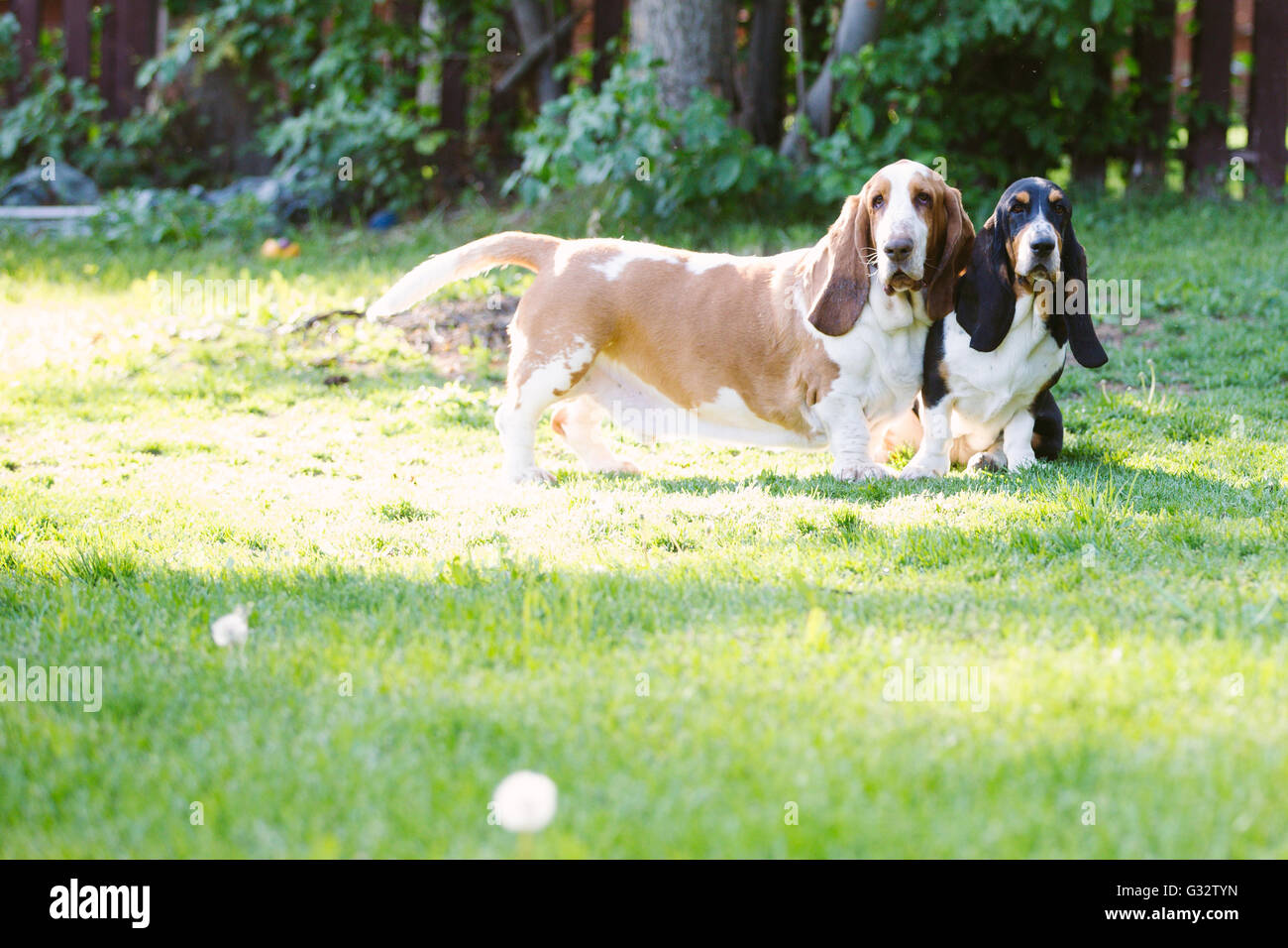 Zwei Basset Hound Hunde im Garten Stockfoto