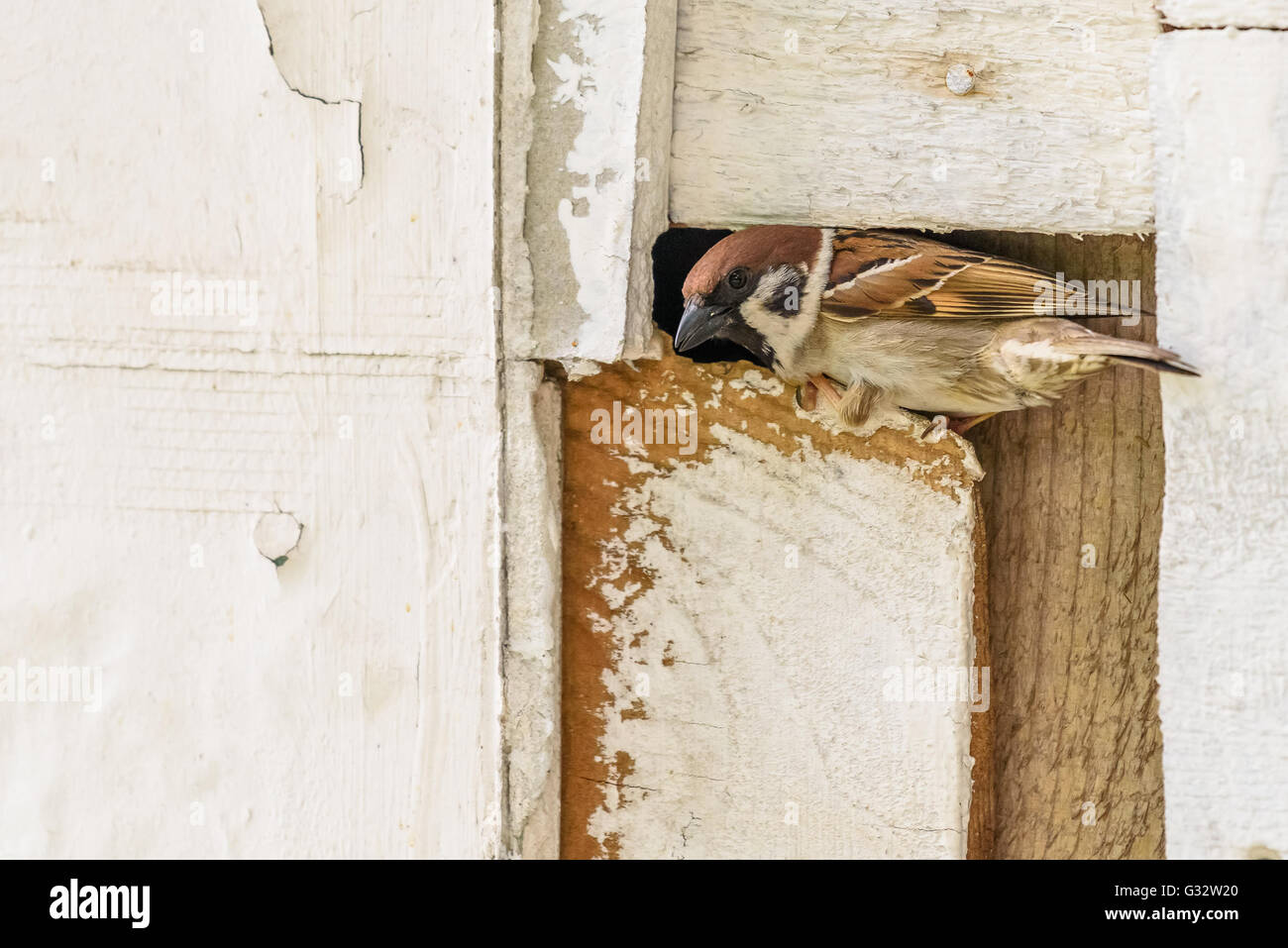 Kleine Spatz auf Holz-Zaun Stockfoto