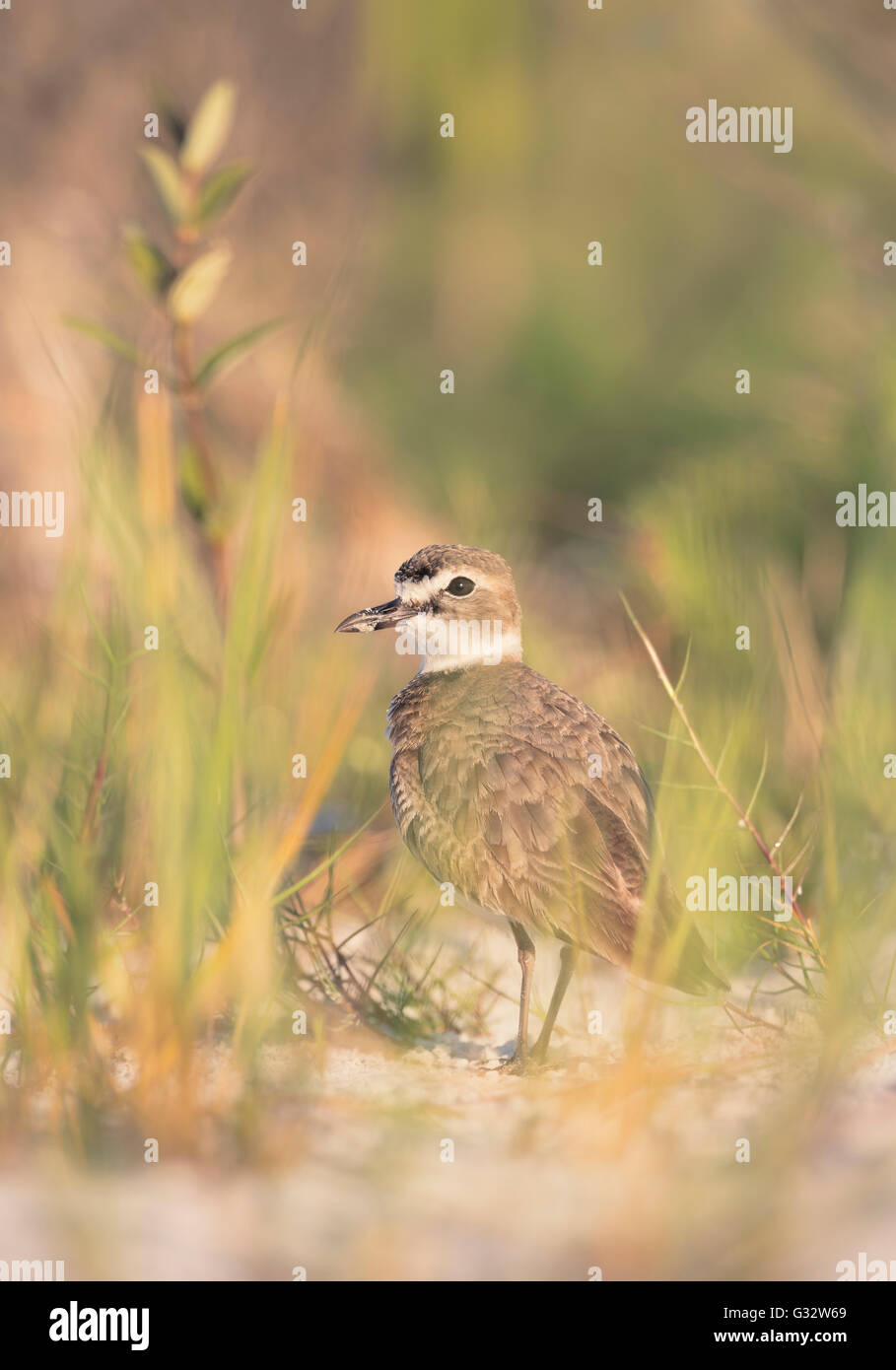 Wilsons Plover Vogel (Charadrius wilsonia) am Strand, Florida, Vereinigte Staaten Stockfoto