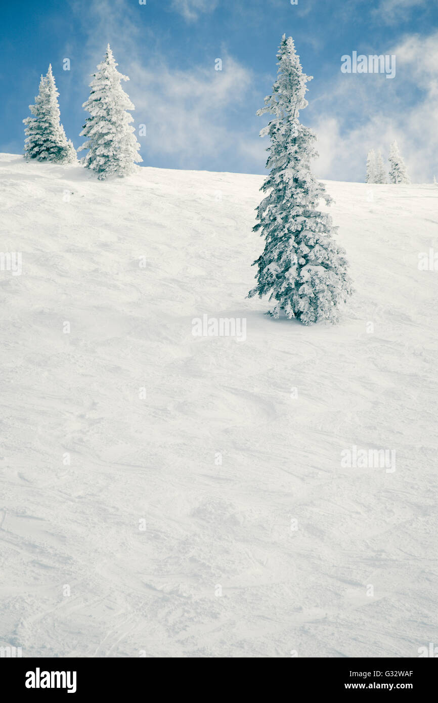 Schneebedeckte Landschaft und Evergreens, Steamboat Springs, Colorado, USA Stockfoto