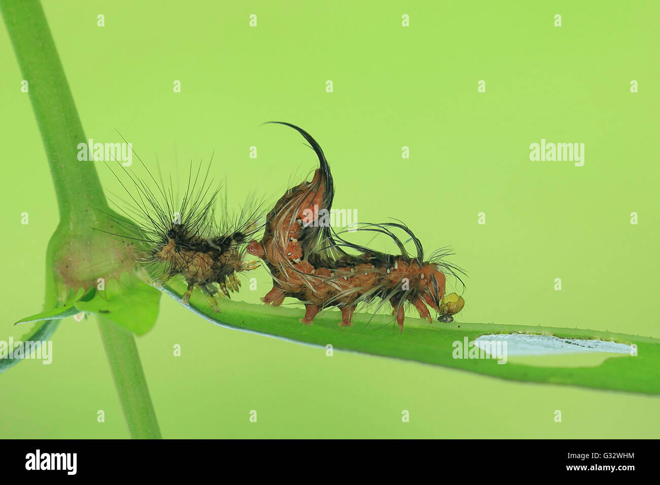 Caterpillar vergießen seine Haut, Jember, Ost-Java, Indonesien Stockfoto