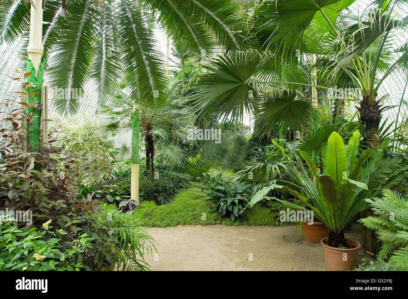 Große Palme Gewächshaus im Schloss Lednice, Tschechien mit exotischen