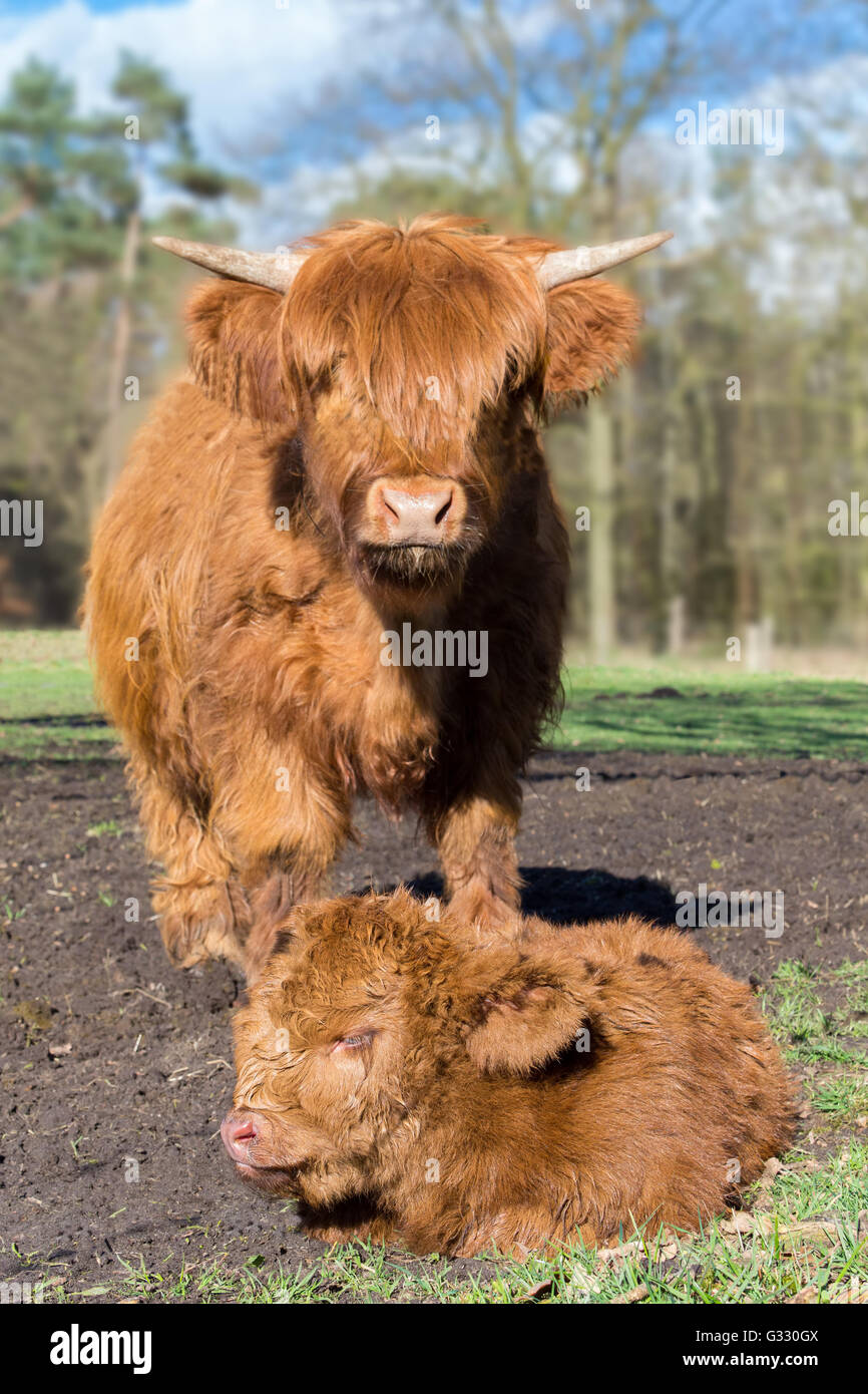 Mutter schottische Highlander Kuh Stand in der Nähe Neugeborene braune Kalb auf Wiese Stockfoto