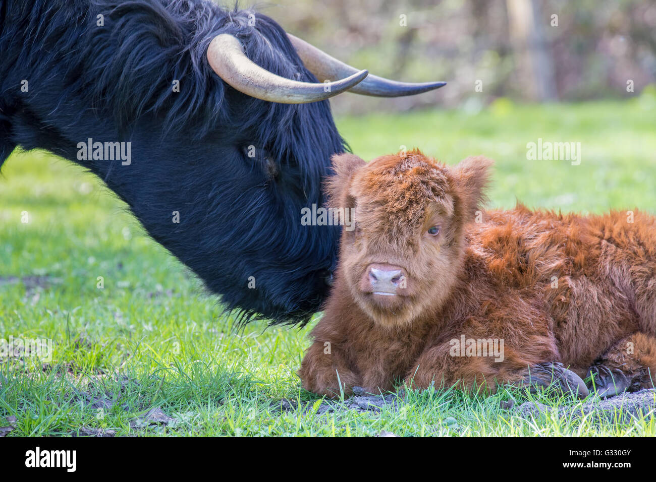 Neugeborenen schottische Highlander Kalb mit Kopf der Mutterkuh Stockfoto