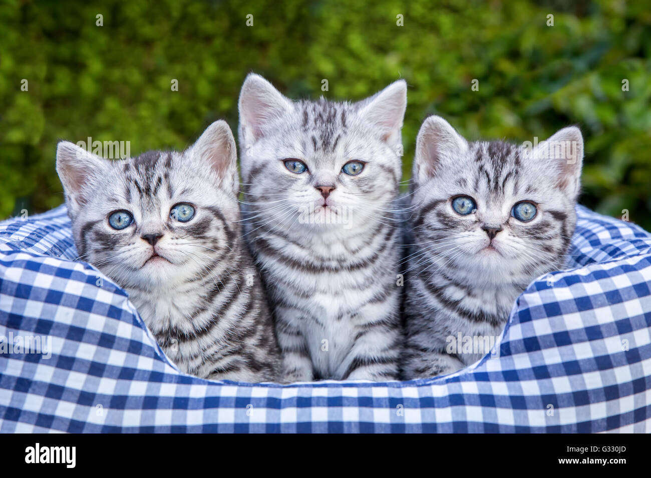 Drei junge britische Kurzhaar Schwarz Silber Tabby spotted Kitten sitzen in karierten Korb Stockfoto