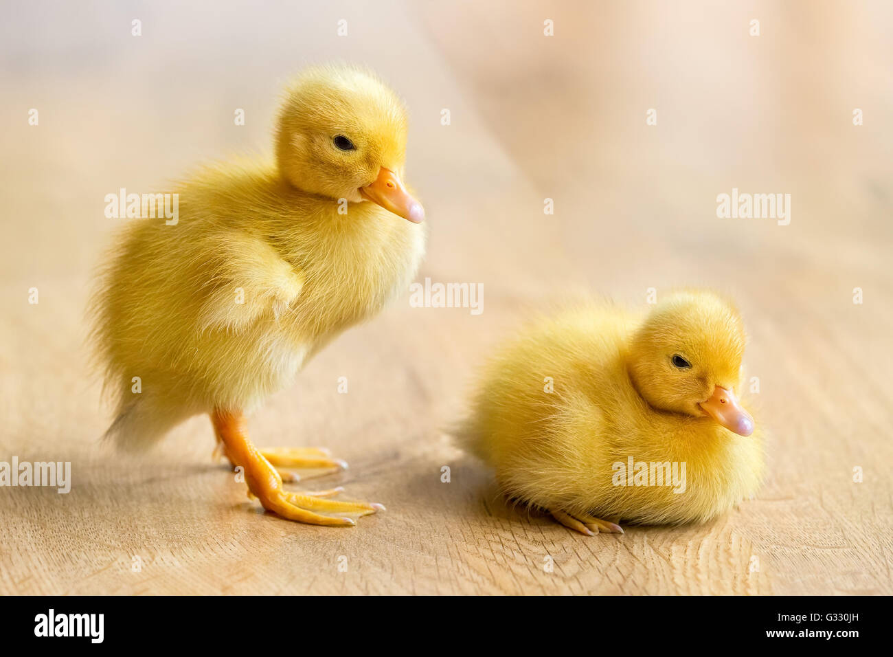 Zwei Neugeborene gelbe Entenküken auf Holzboden Stockfoto