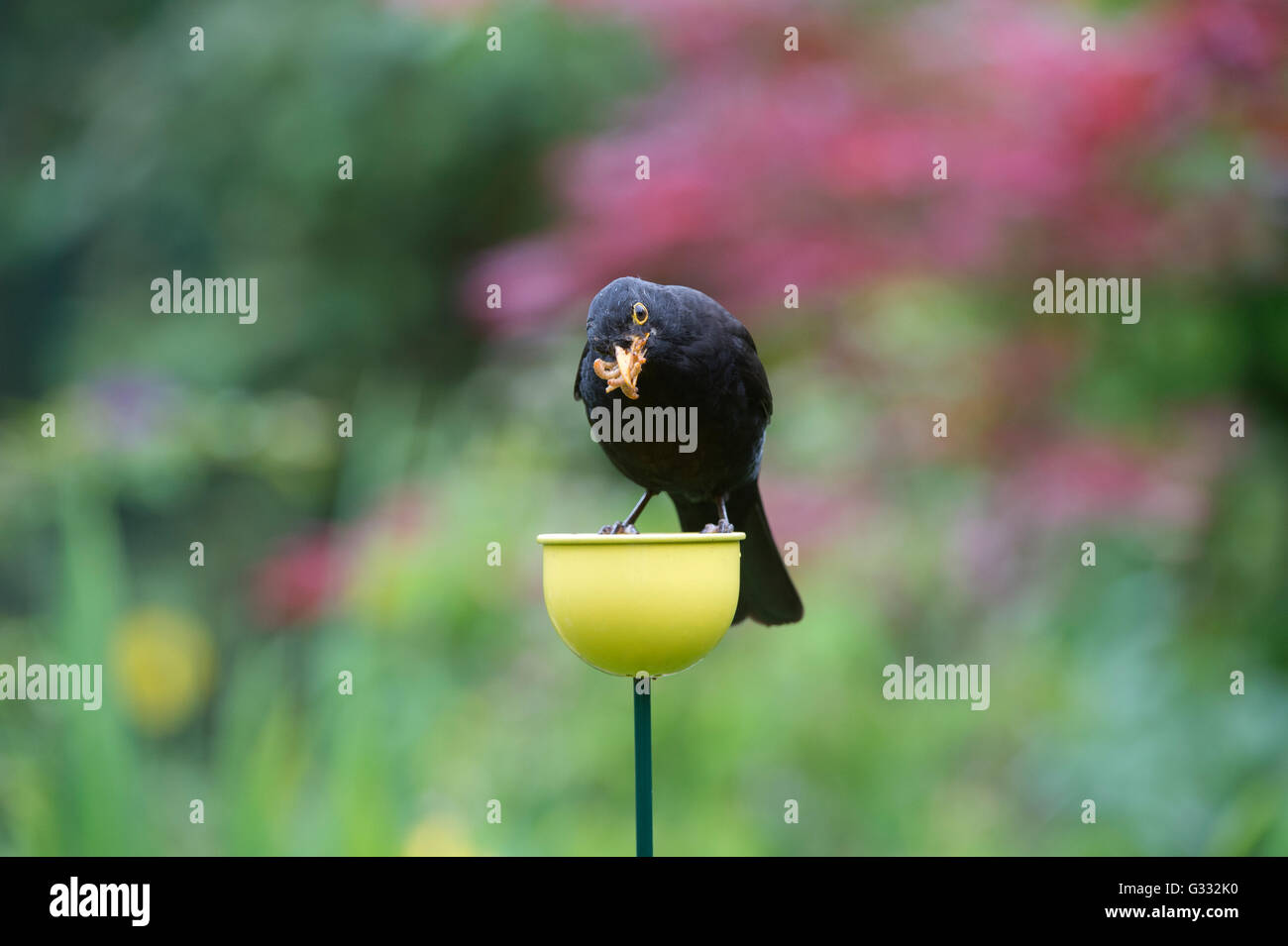 Turdus Merula. Amsel fressen Mehlwürmer aus einer Farbe Tassen Vogelhäuschen Stockfoto