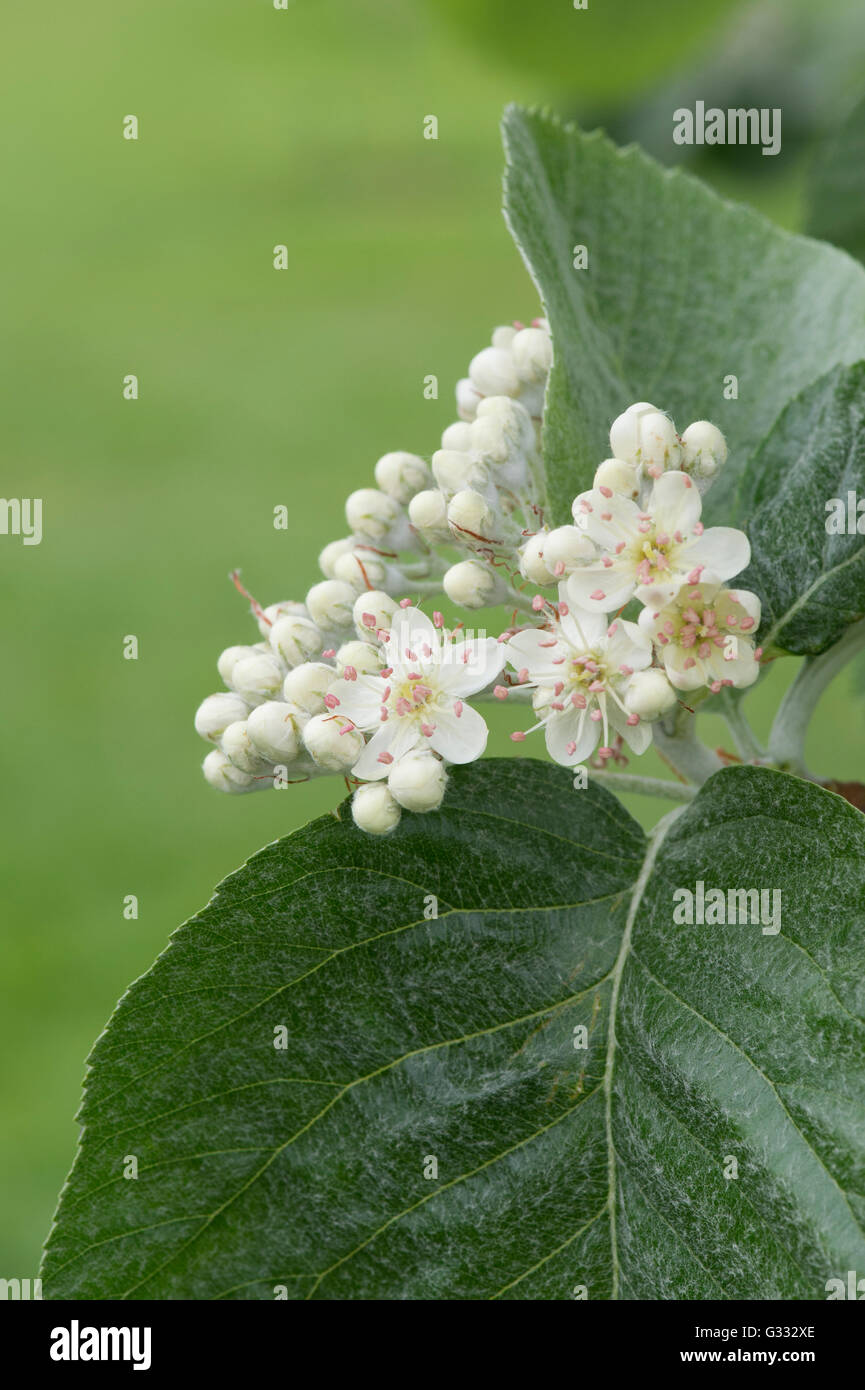 Sorbus Thibetica John Mitchell.  Tibetische Mehlbeere John Mitchell in Blüte im Frühjahr. UK Stockfoto