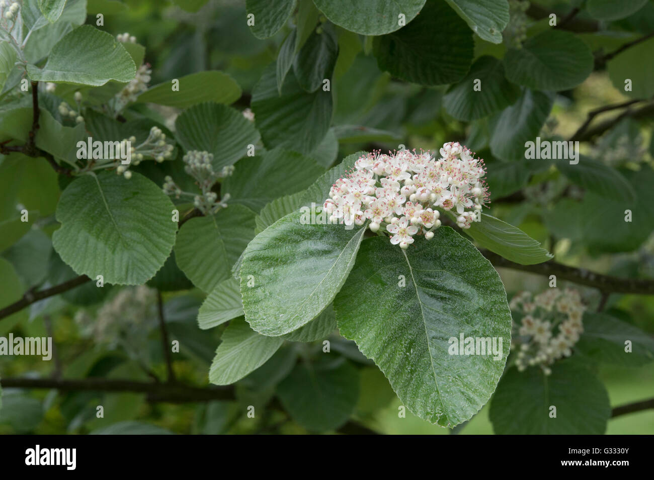 Sorbus Thibetica John Mitchell.  Tibetische Mehlbeere John Mitchell in Blüte im Frühjahr. UK Stockfoto