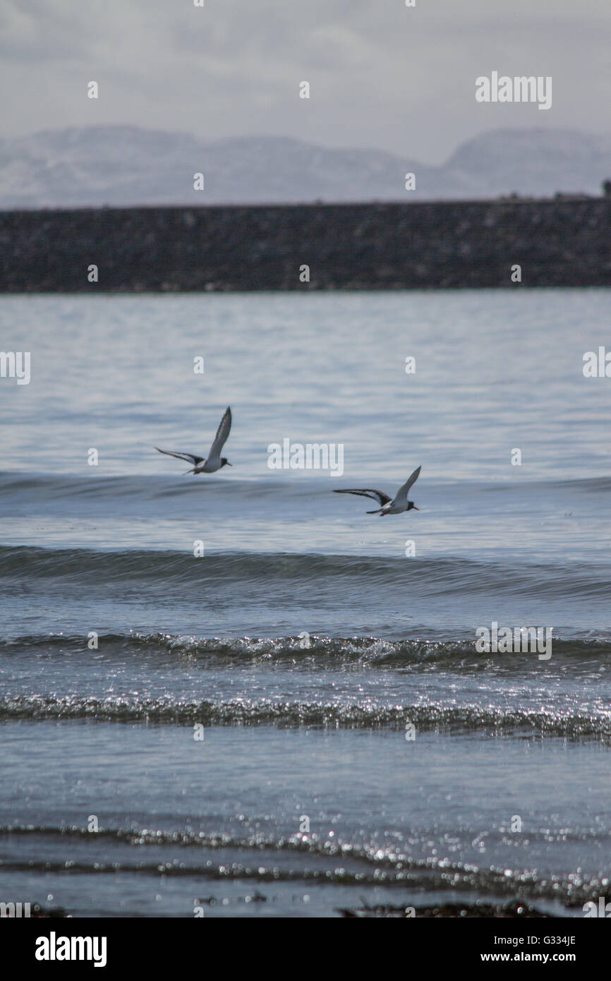 Oyster Catcher Stockfoto