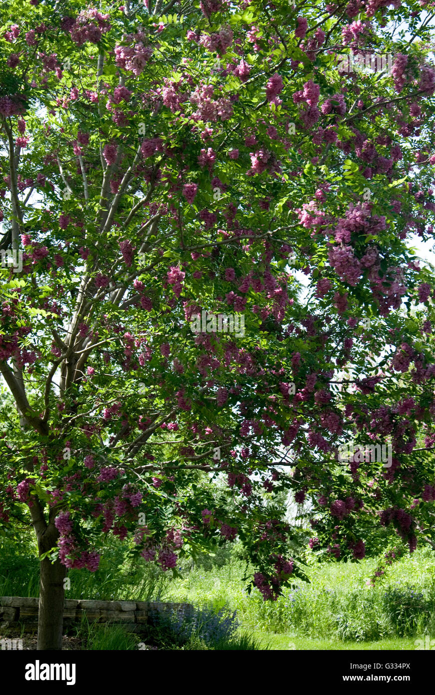 Robinia Pseudoacadia, Purpurmantel, Heuschrecke Stockfoto