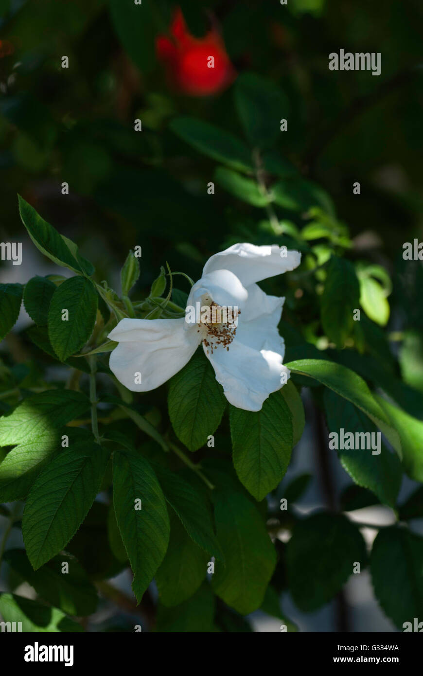 Rosa Rugosa ' NYVELDT weiß, Rose, Stockfoto