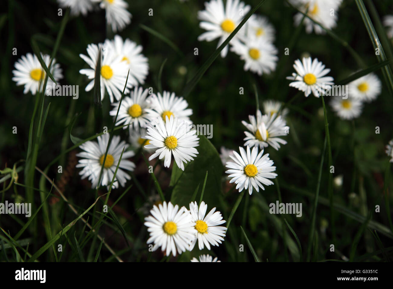 Zossen, Deutschland, Gaensebluemchen Stockfoto
