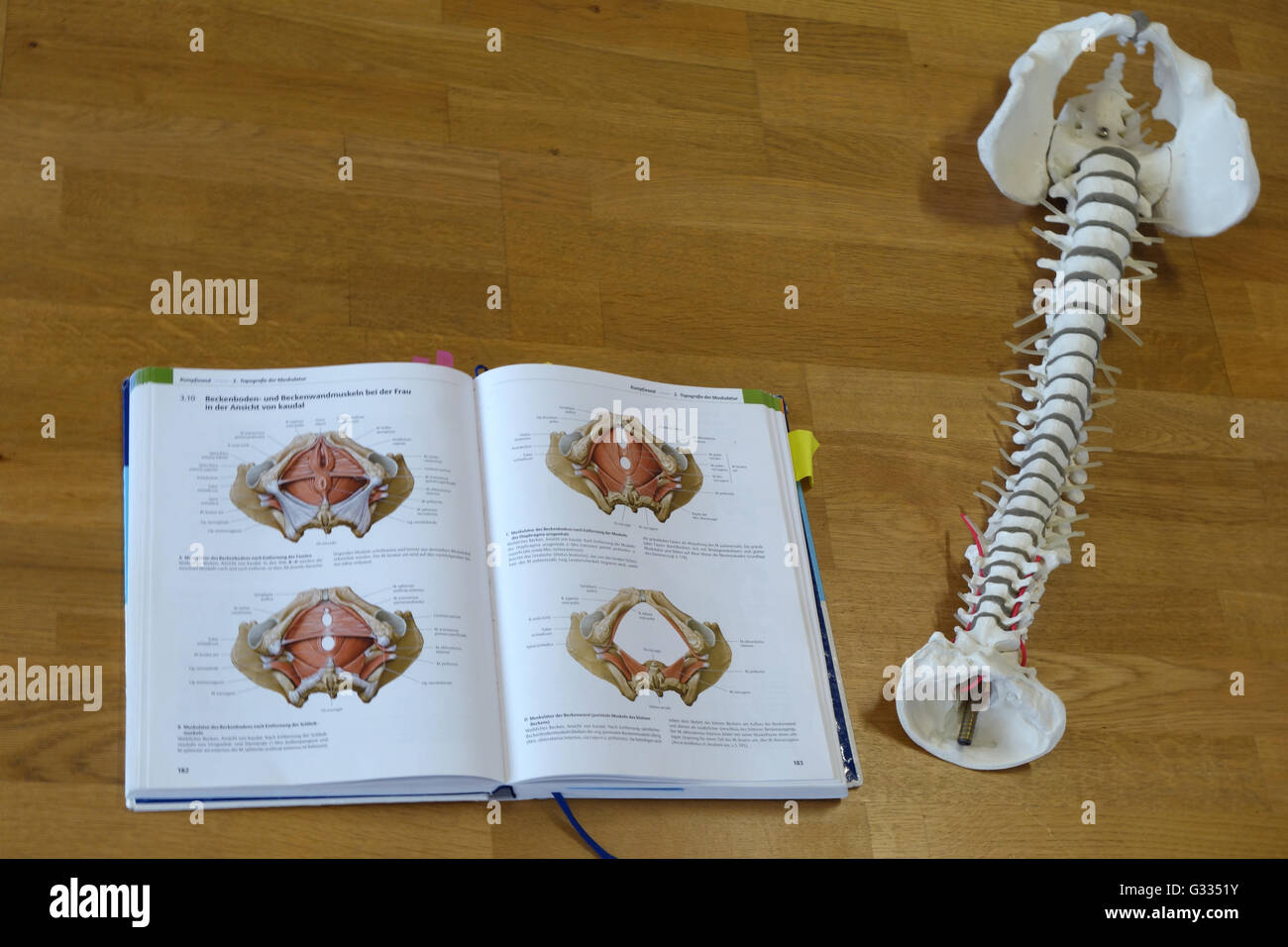 Berlin, Deutschland, Modell einer Wirbelsäule und geöffneten Anatomie Buch Stockfoto
